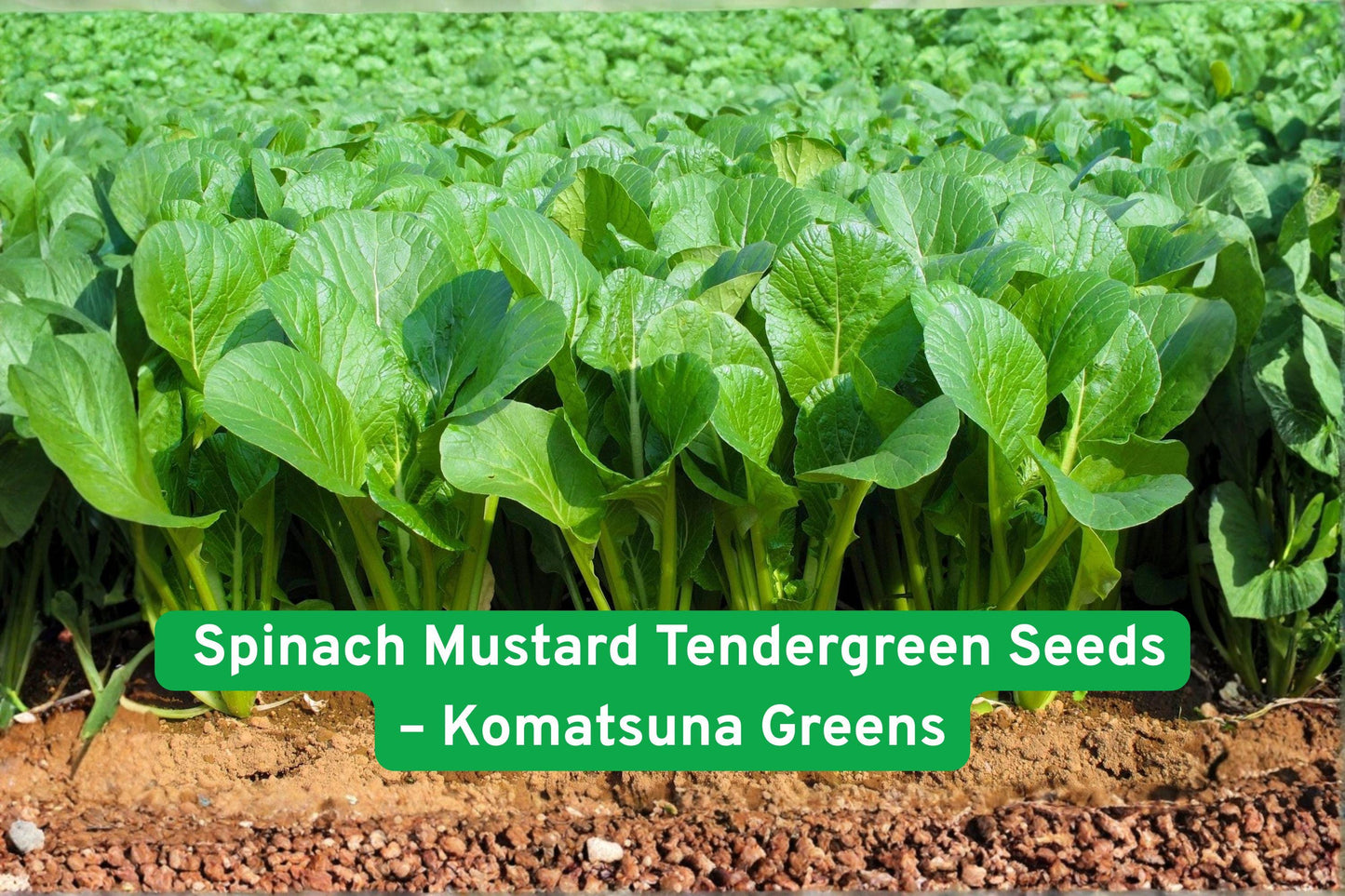 Komatsuna Seeds - Spinach Mustard Tendergreen - Brassica rapa var. Komatsuna - 1000+ Seeds for Salads & Stir-Fry