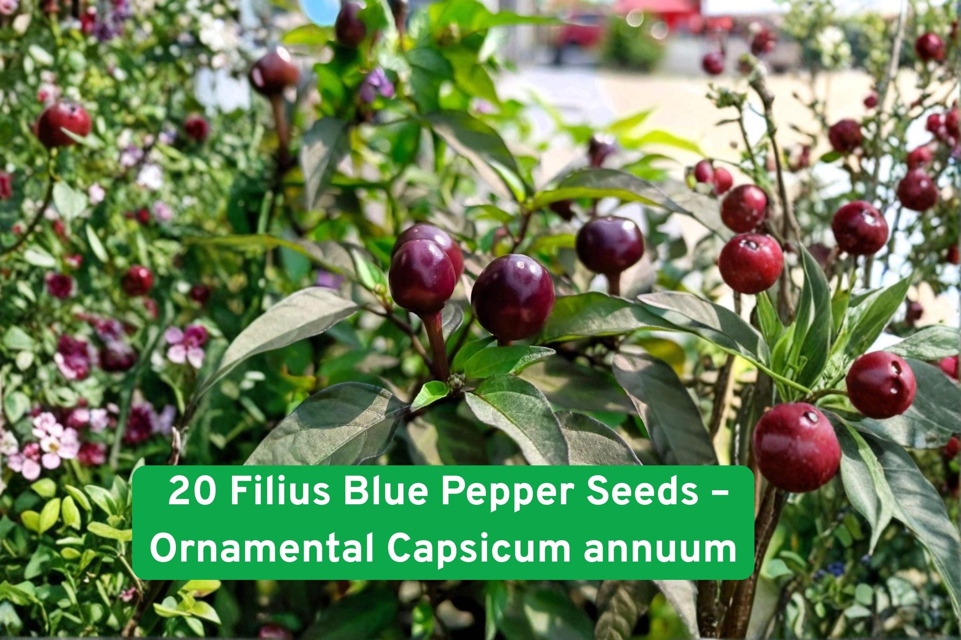 20 Filius Blue Pepper Seeds - Ornamental Chili, Colorful Fruits - Capsicum annuum ‘Filius Blue’ - Ideal for Containers and Indoor Growing