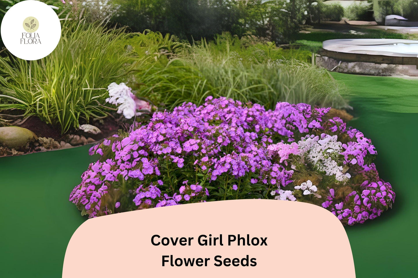 Cover Girl Phlox Seeds | 100+ Lavender-Pink Blooms with Dark Centers | Phlox drummondii | Easy-Grow Annual Flowers