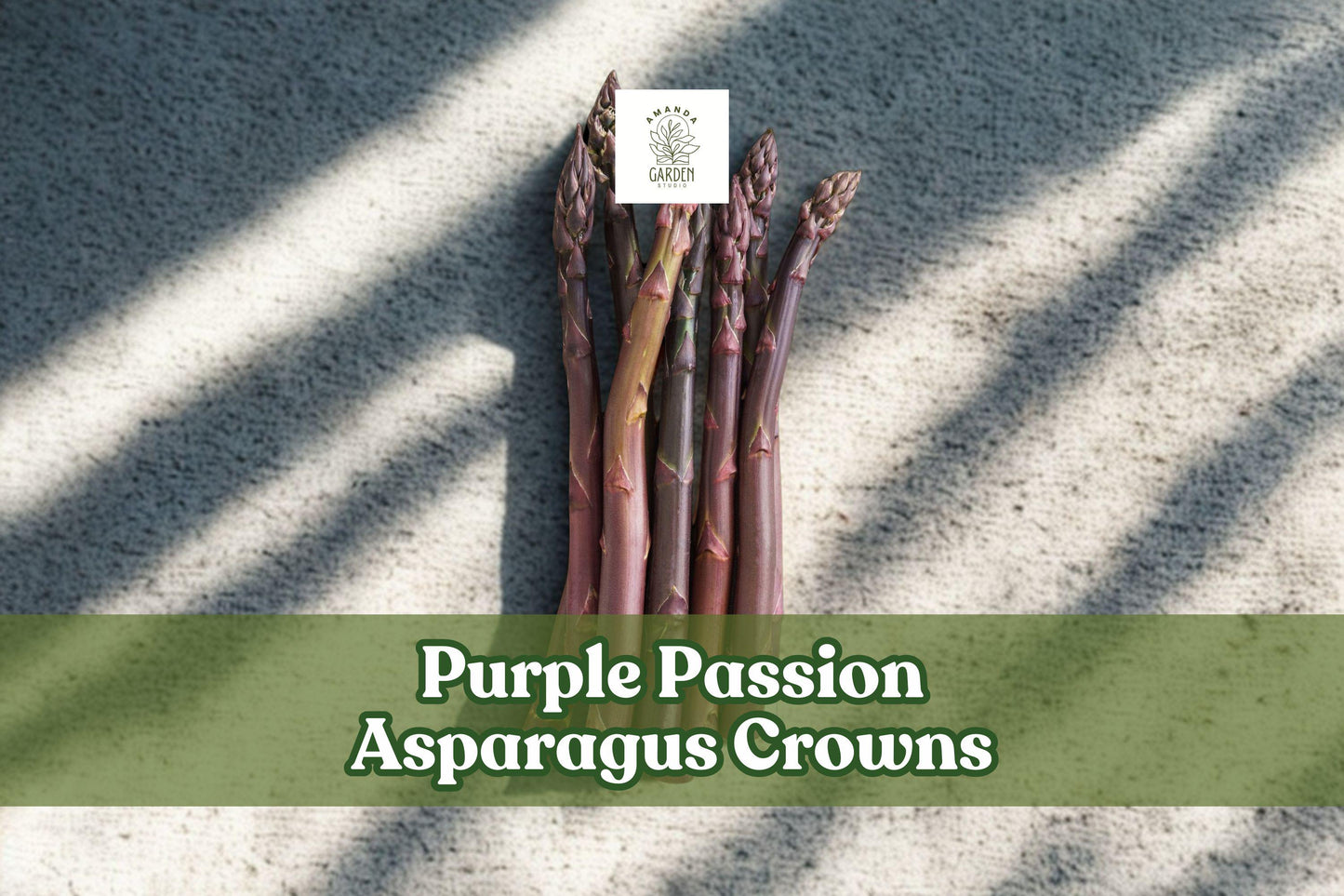Purple Passion Asparagus Crowns - 2-Year Bare Root Live Plants - Asparagus officinalis - 5 Premium Perennial Vegetable Crowns