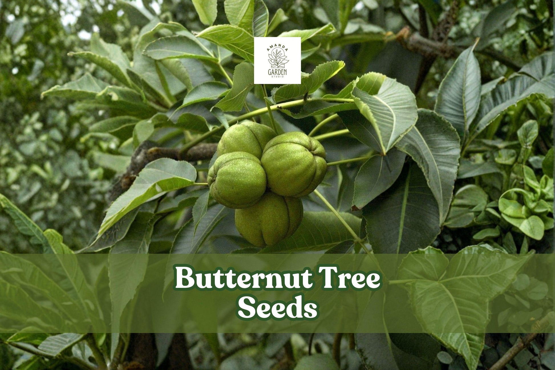 Butternut Tree Seeds - 5 Pack, Juglans cinerea, Edible Nuts, White Walnut, Deciduous Hardwood, North American Native