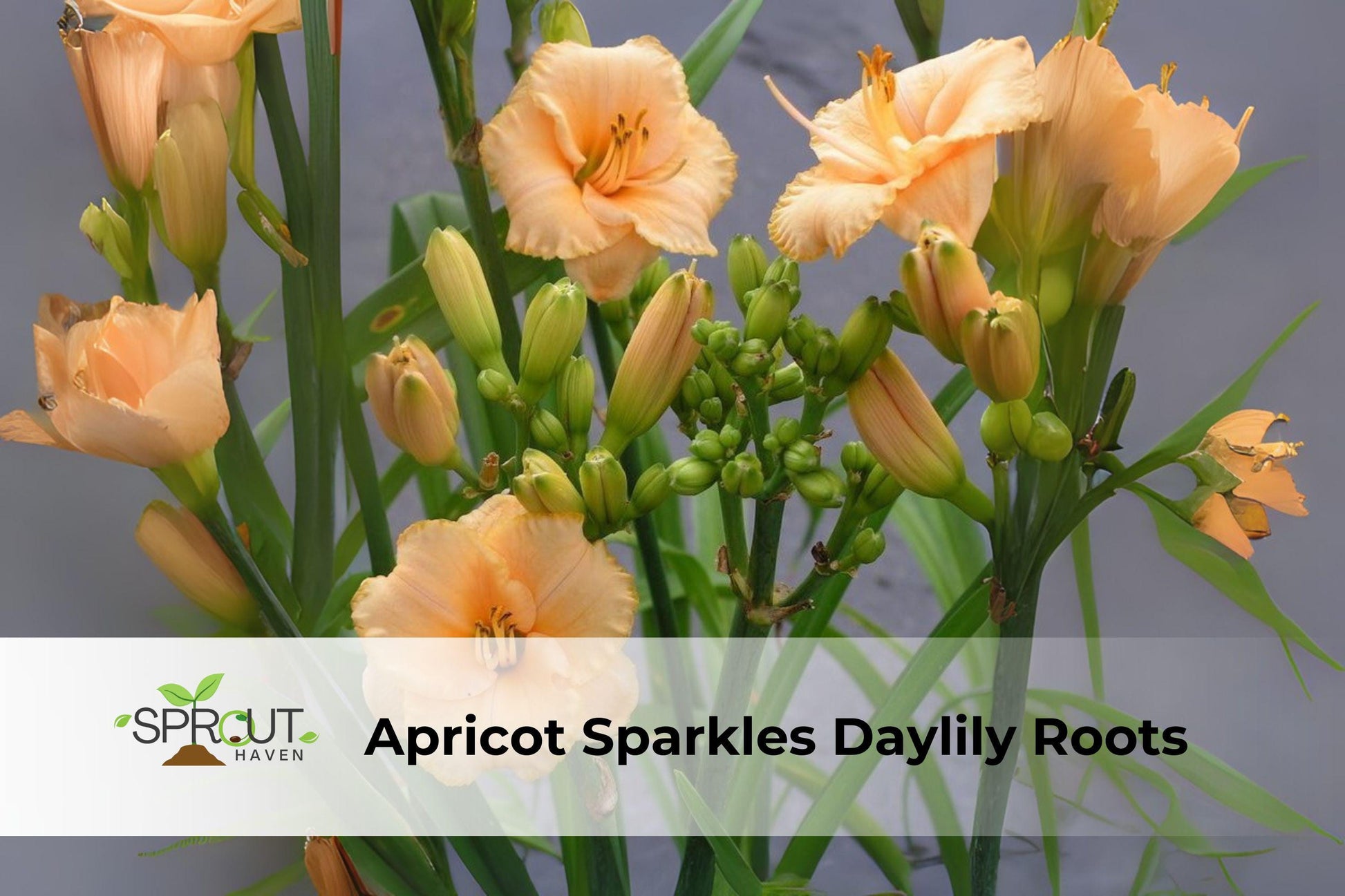 Apricot Sparkles Daylily Starter Plant - Rooted Perennial with 2 Fans - Hemerocallis hybrid - Cottage Garden Flower