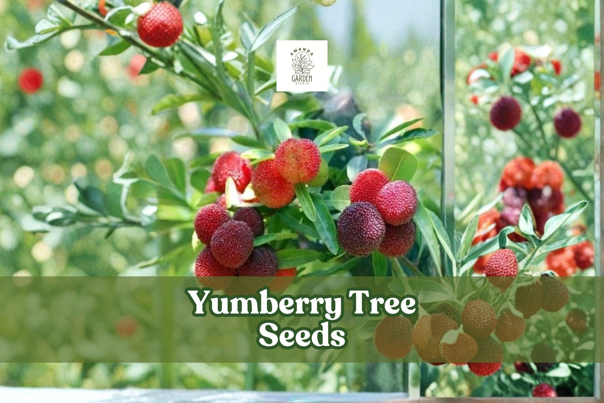 Yumberry Tree Seeds - 10 Myrica rubra Seeds for Planting - Exotic Chinese Bayberry, Edible Fruit, Evergreen Tree