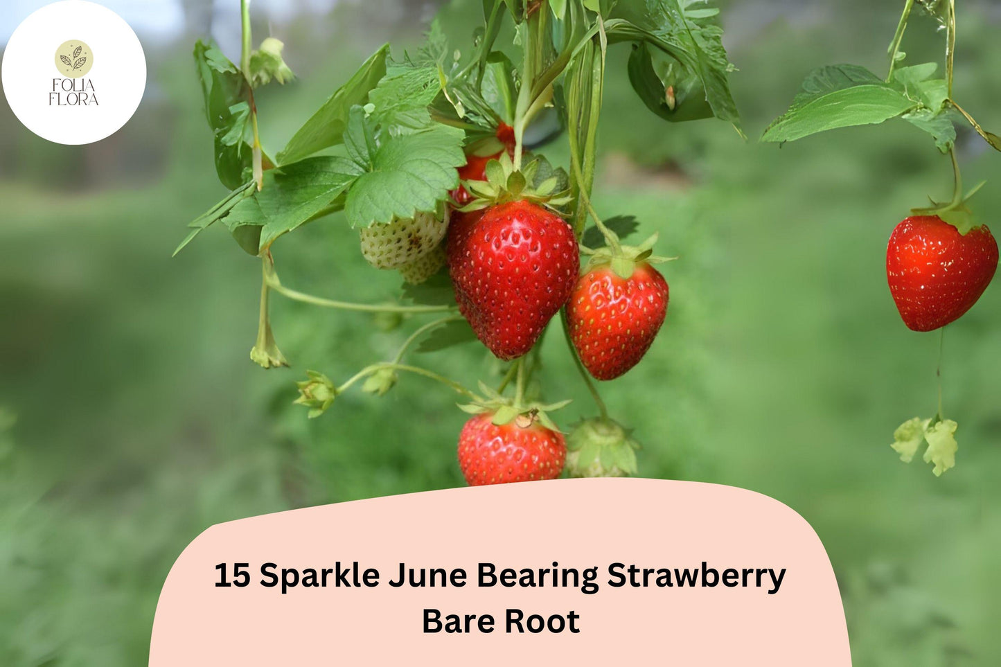 15 Live Bare Root Sparkle Strawberry Plants | June-Bearing | Fragaria × ananassa | Bright Red Berries for Home Garden