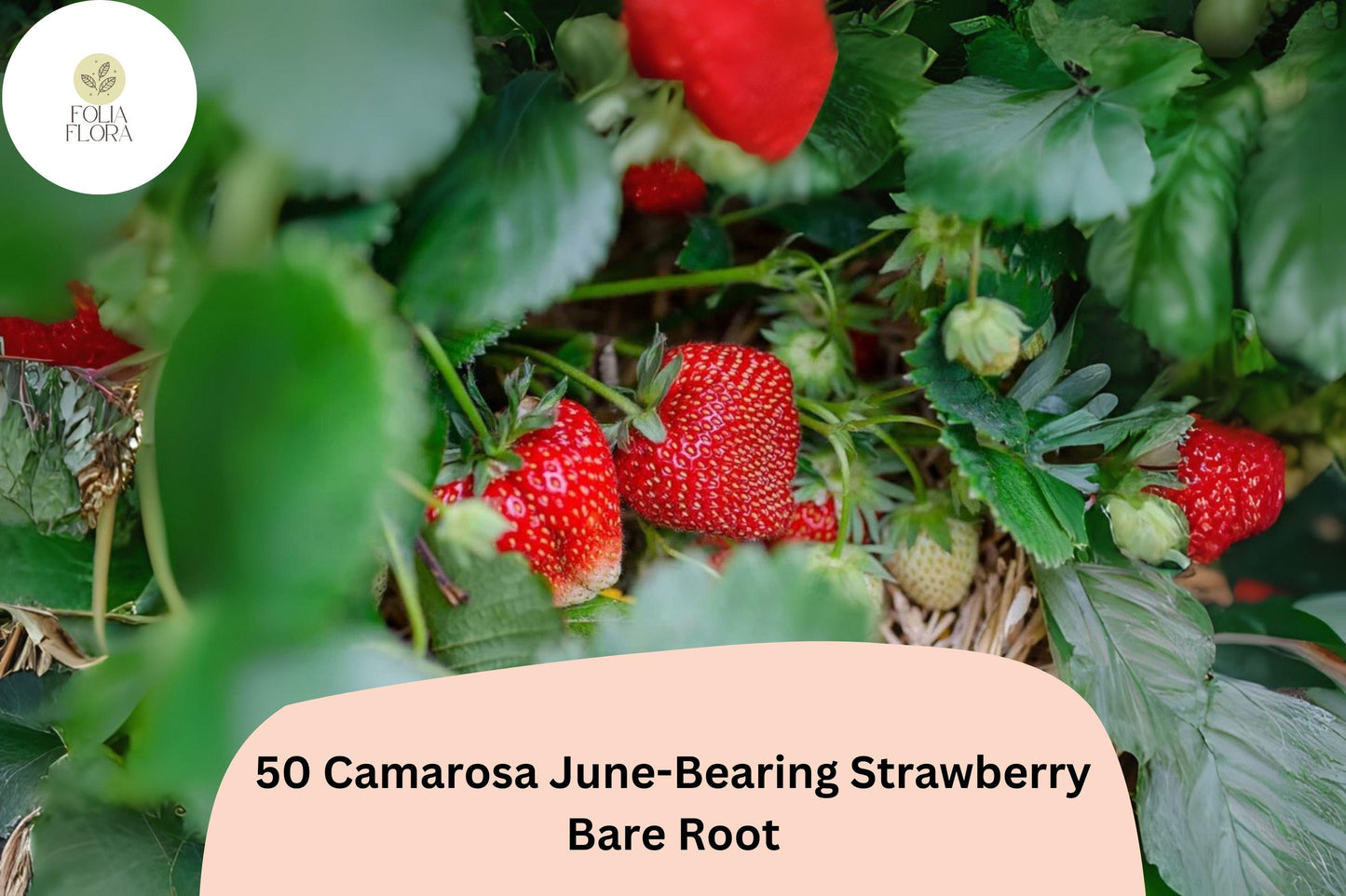 Camarosa Strawberry Plants - 50 Live Bare Root June-Bearing NON-GMO Fragaria × ananassa - Sweet Red Berries for Gardens