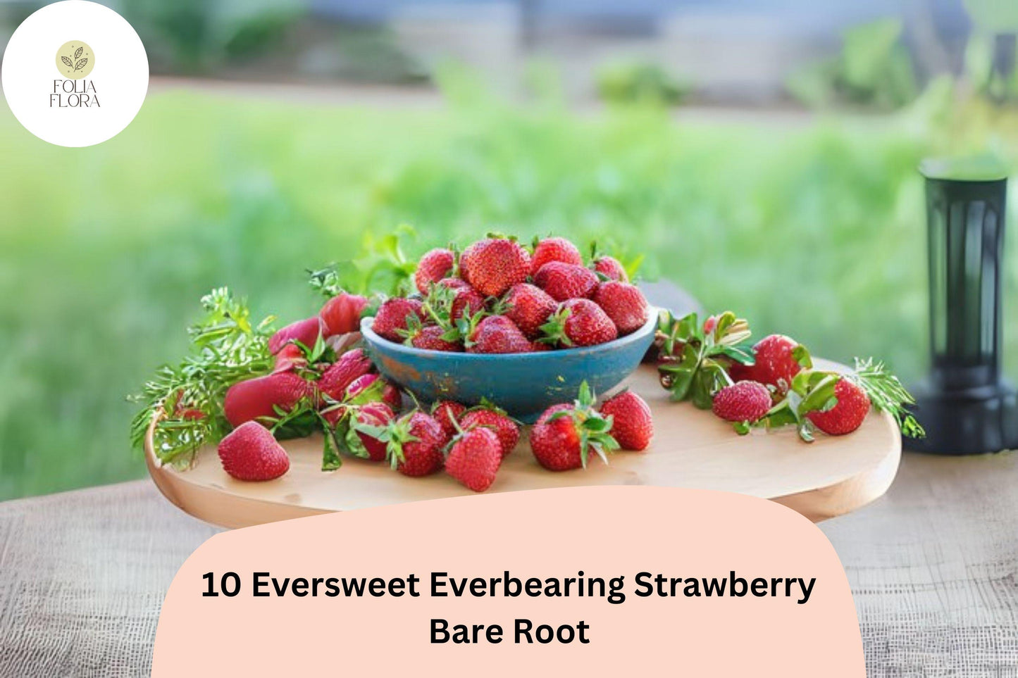 Eversweet Strawberry Plants | 10 Live Bare Root Everbearing | Fragaria × ananassa | Non-GMO Garden Fruit for Year-Round Harvest