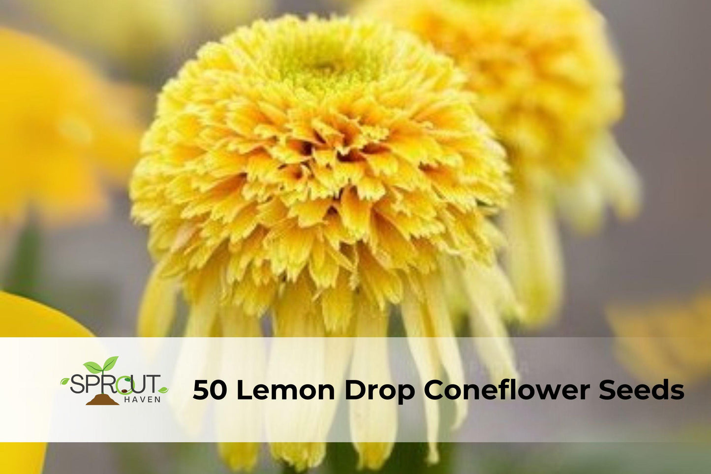 50 Lemon Drop Coneflower Seeds - Yellow Echinacea Hybrid for Pollinator Gardens - Attracts Bees & Butterflies