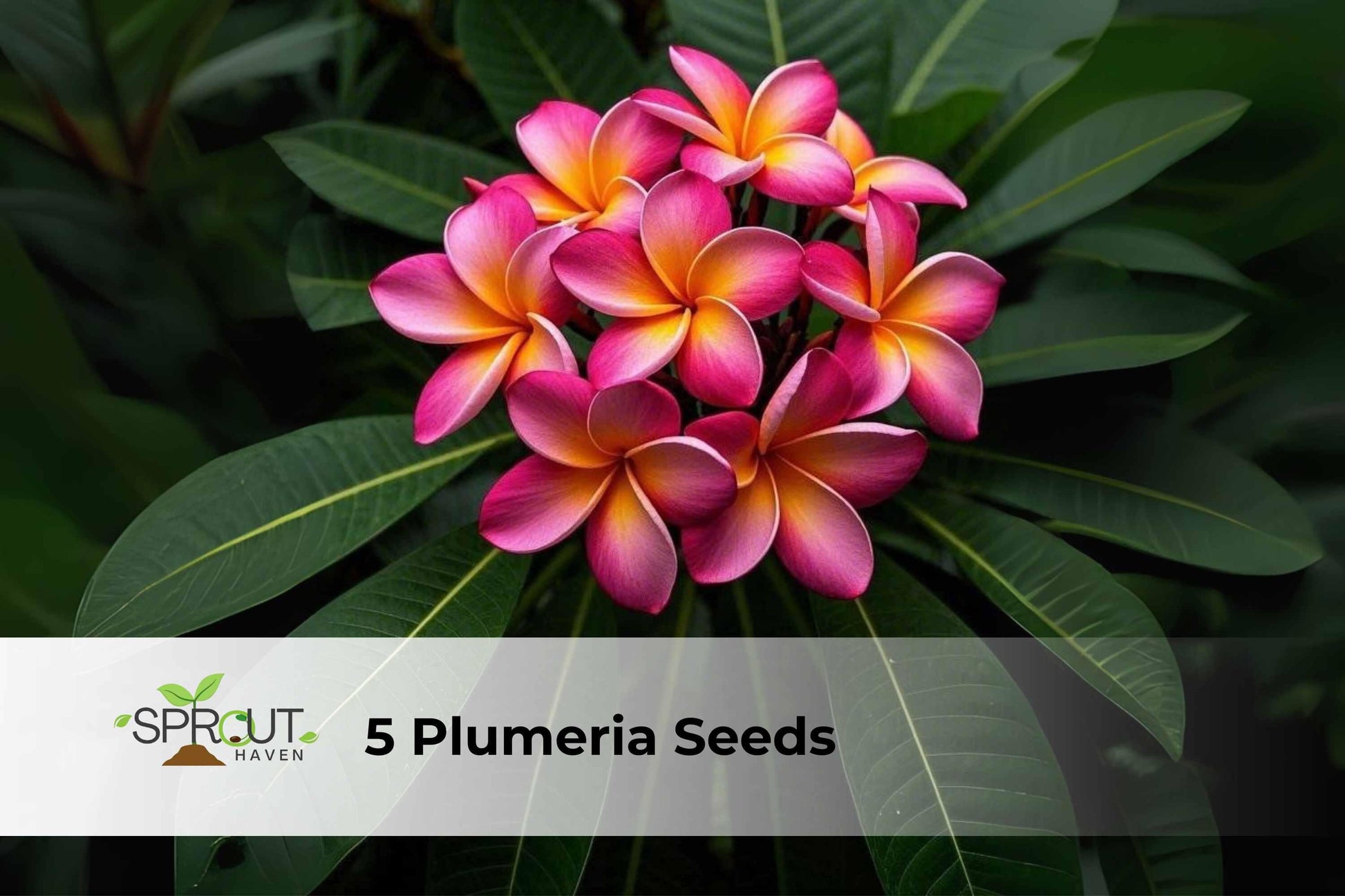 5 Plumeria Seeds - Orange, Yellow, Pink Frangipani - Tropical Flowers for Gardens & Containers - Plumeria rubra Hybrids