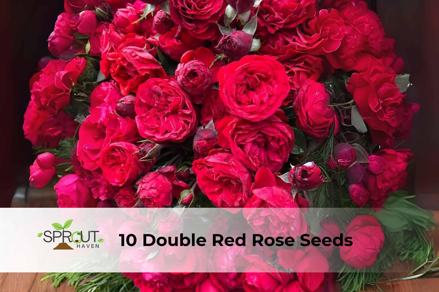 10 Double Red Rose Seeds | Perennial Shrub | Rosa Hybrid | Classic Fragrant Blooms for Garden Borders & Containers