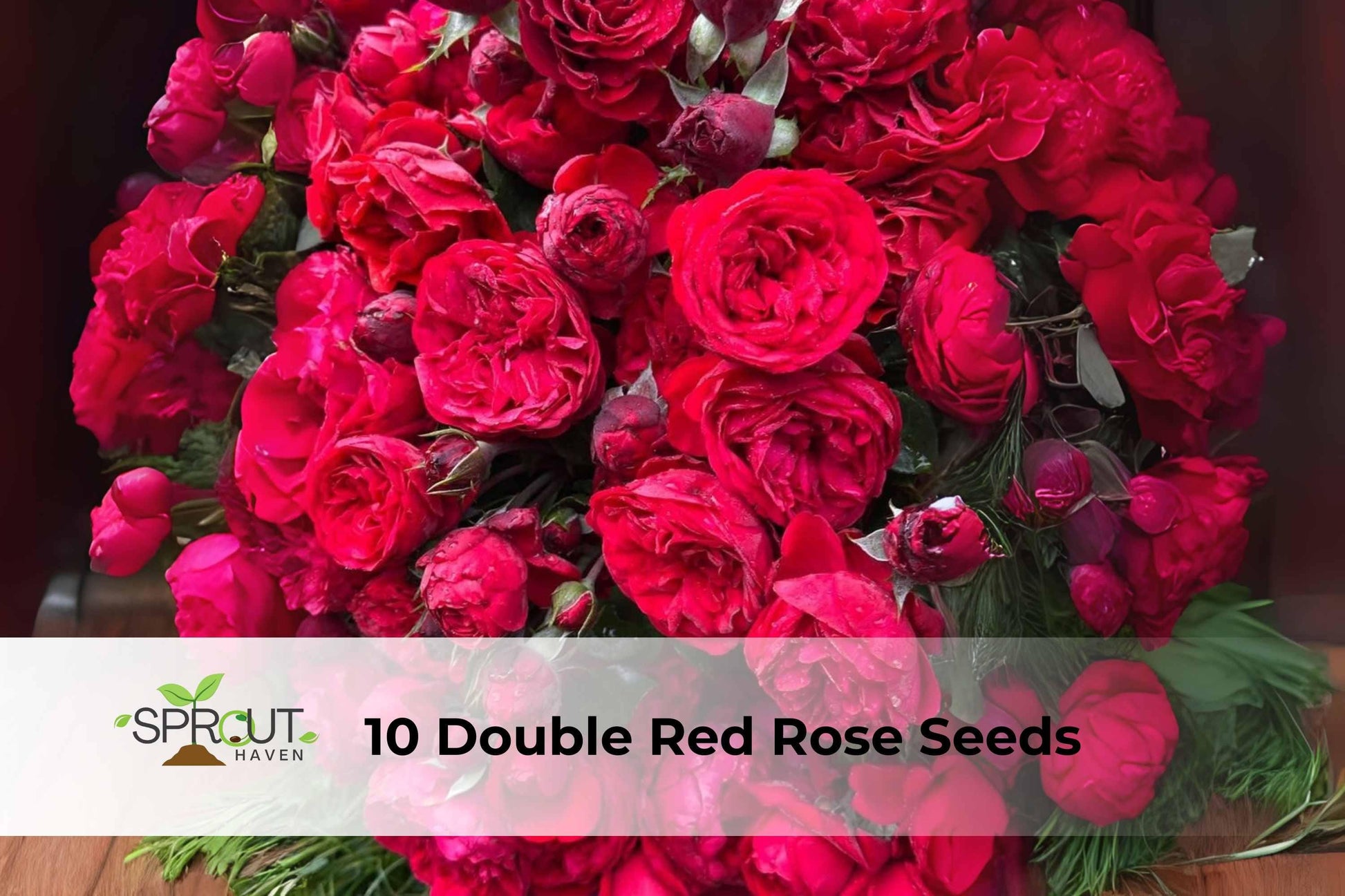 10 Double Red Rose Seeds | Perennial Shrub | Rosa Hybrid | Classic Fragrant Blooms for Garden Borders & Containers