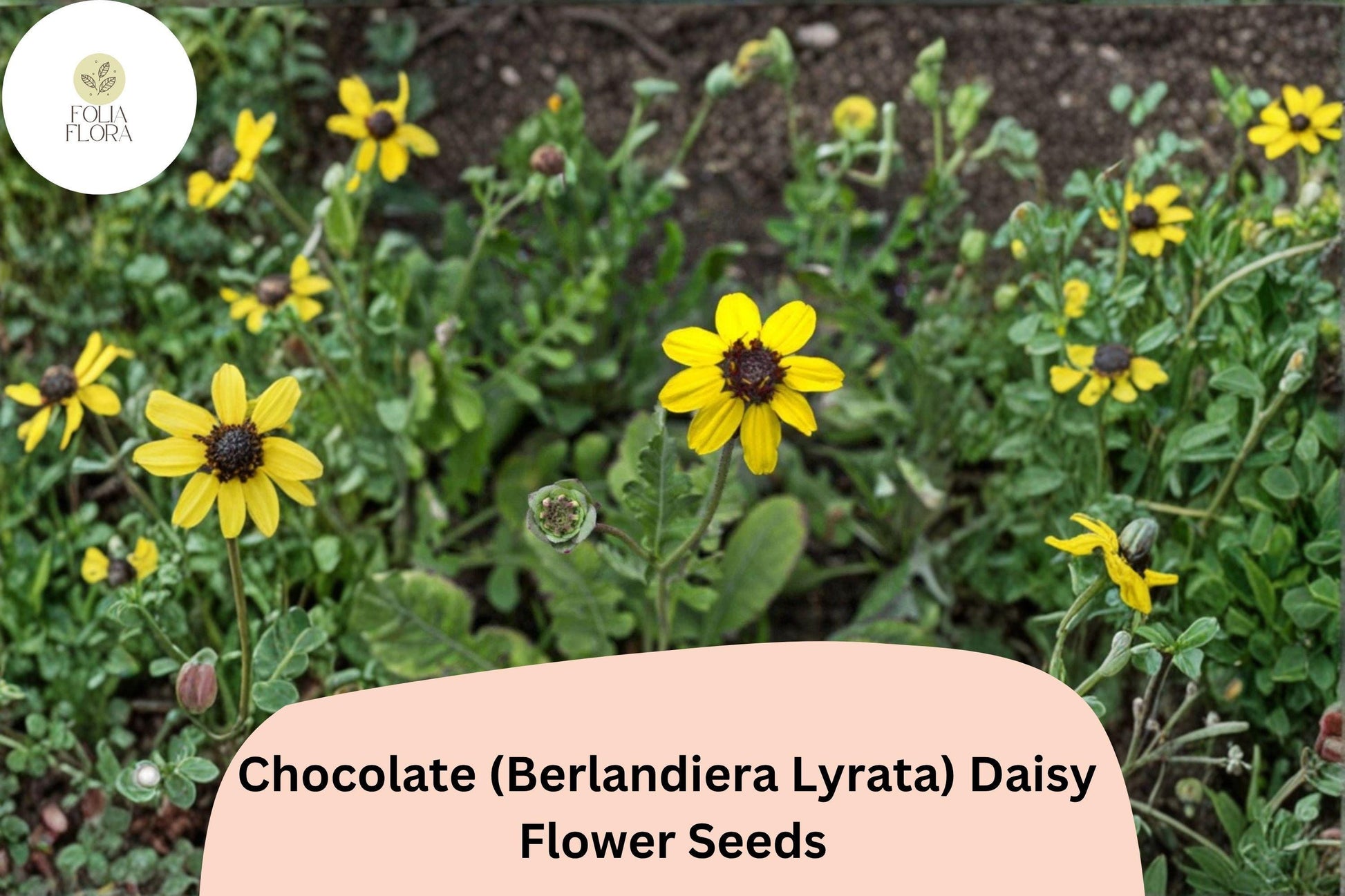 200+ Chocolate Daisy Seeds | Berlandiera lyrata | Fragrant Yellow-Brown Wildflower for Garden Planting | NON-GMO