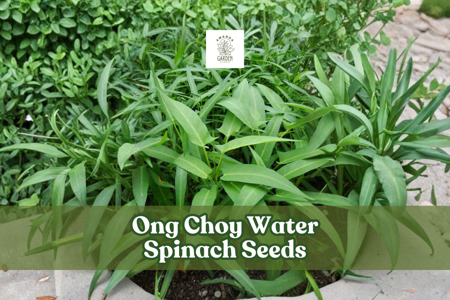 50 Ong Choy Seeds - Asian Water Spinach - Non-GMO - Ipomoea aquatica - Fast-Growing Edible Vegetable for Gardens