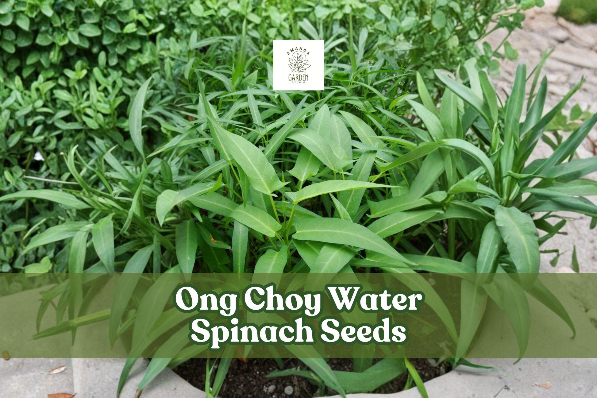50 Ong Choy Seeds - Asian Water Spinach - Non-GMO - Ipomoea aquatica - Fast-Growing Edible Vegetable for Gardens