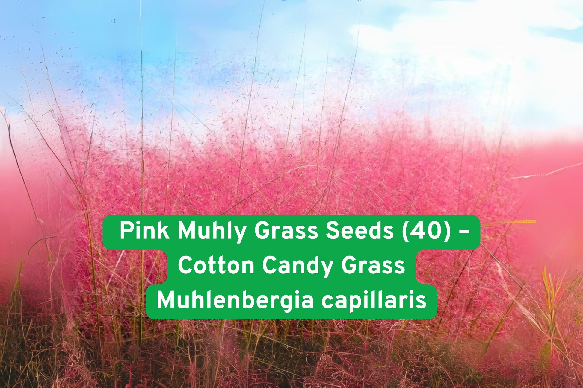 Pink Muhly Grass Seeds - Cotton Candy Ornamental Perennial, Deer Resistant, Muhlenbergia capillaris, Vibrant Pink Plumes