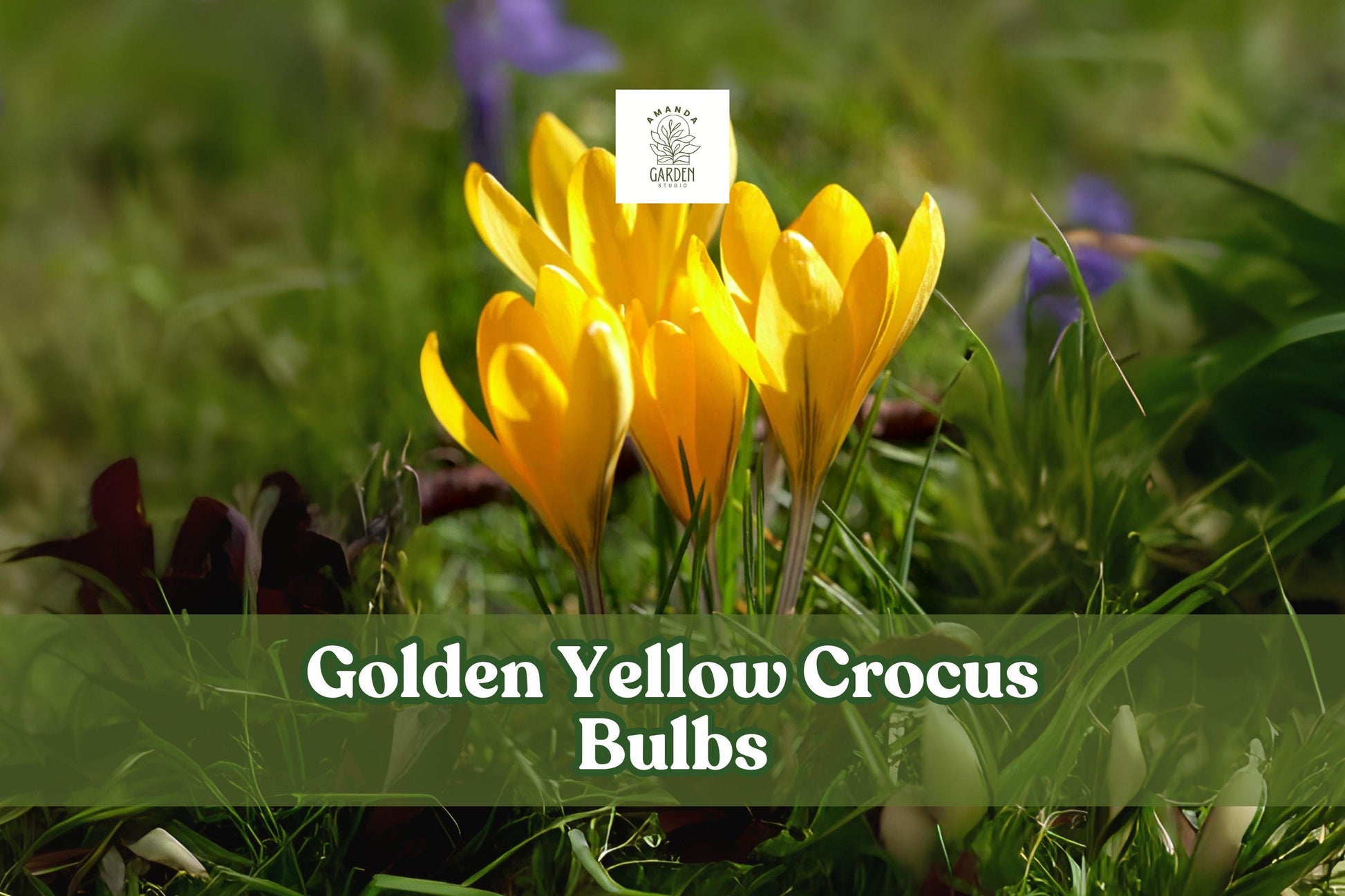 5 Golden Yellow Crocus Bulbs - Hardy Spring Perennial - Crocus vernus ‘Golden Yellow’ - Easy to Grow, Early Blooming