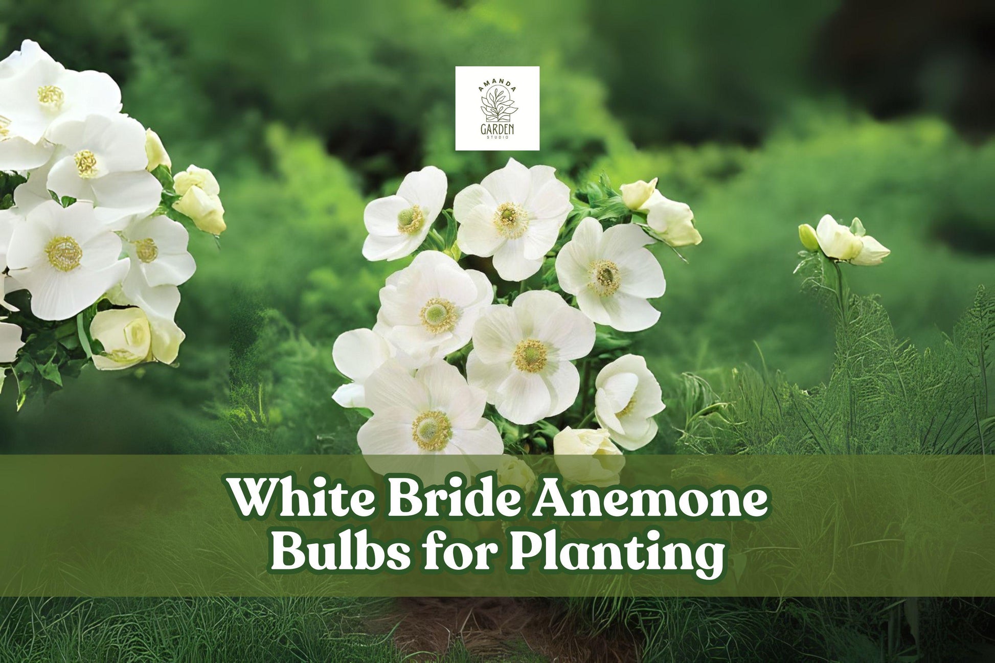 White Bride Anemone Bulbs - 10 Live Tubers, Hardy Perennial, Pure White Flowers, Anemone coronaria ‘The Bride’