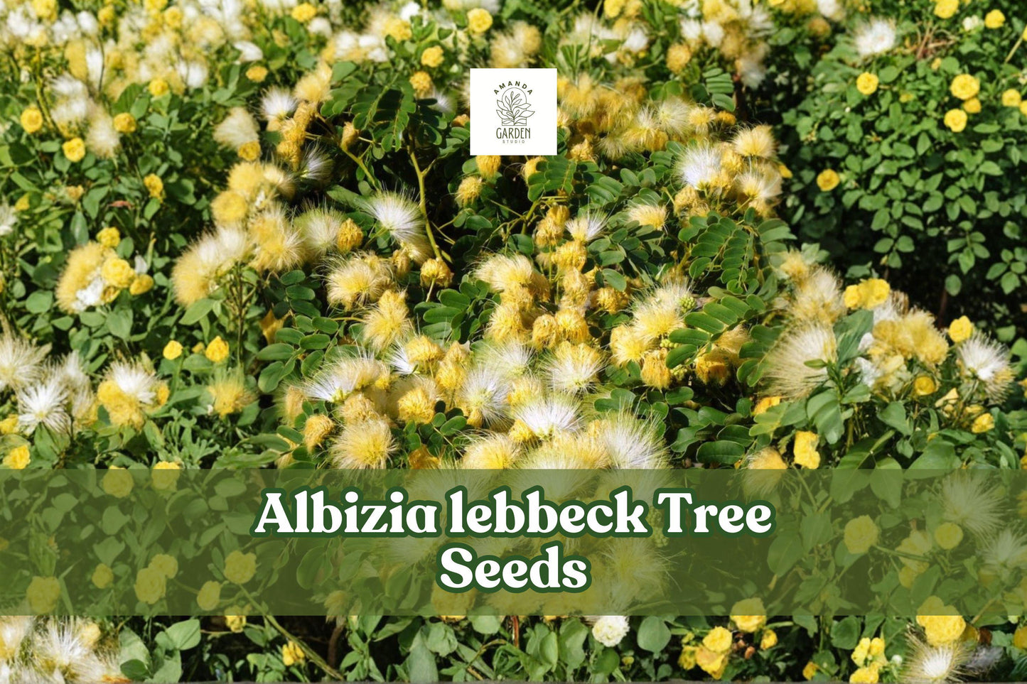 Albizia Lebbeck Seeds - 10 Woman's Tongue Tree Seeds, Fast Growing Shade Tree, Fragrant White Flowers, Albizia lebbeck