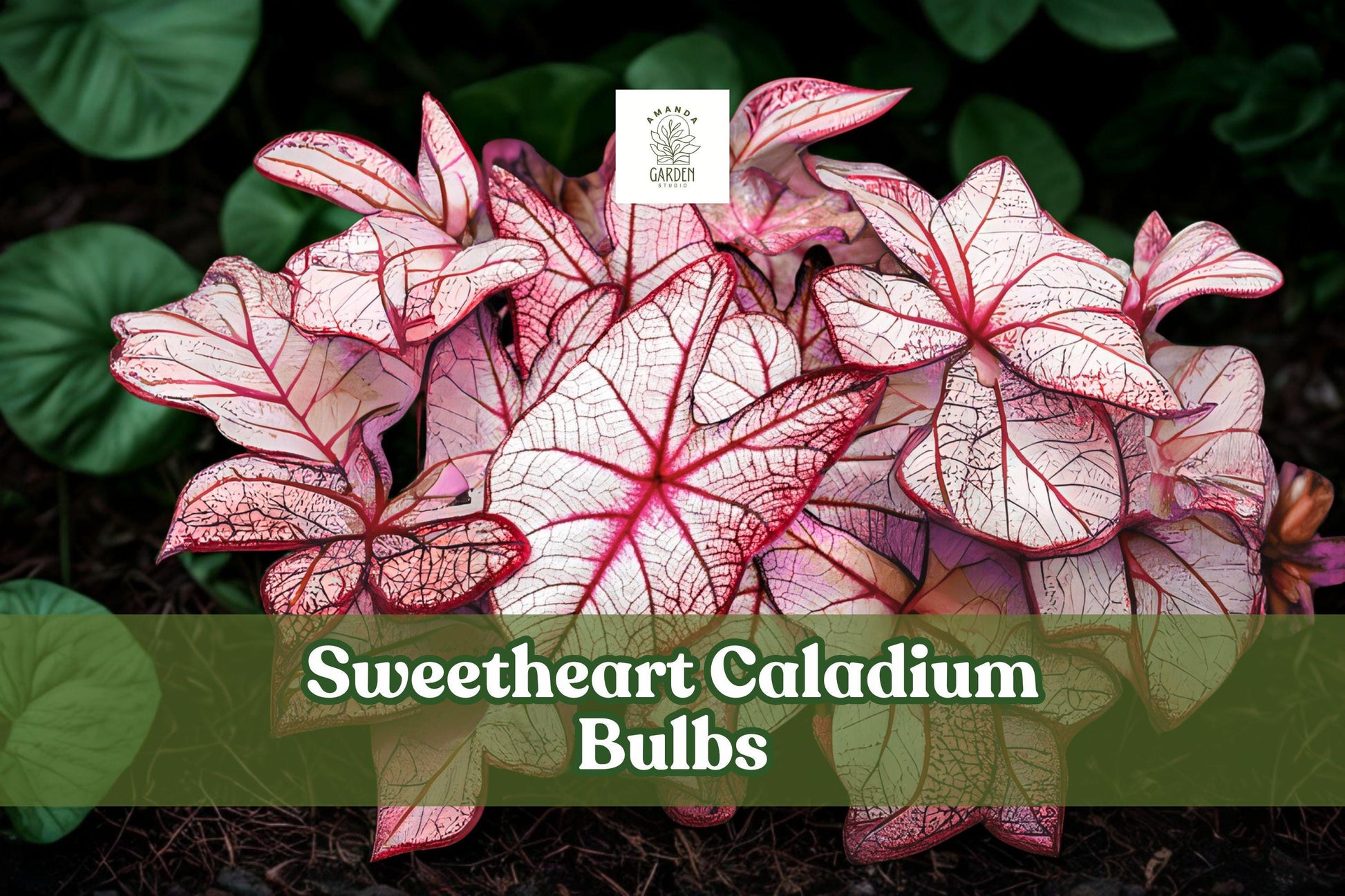 Sweetheart Caladium Bulbs - 6 Live Tubers - Tropical Foliage with Red Centers & Green Edges - Caladium bicolor ‘Sweetheart’