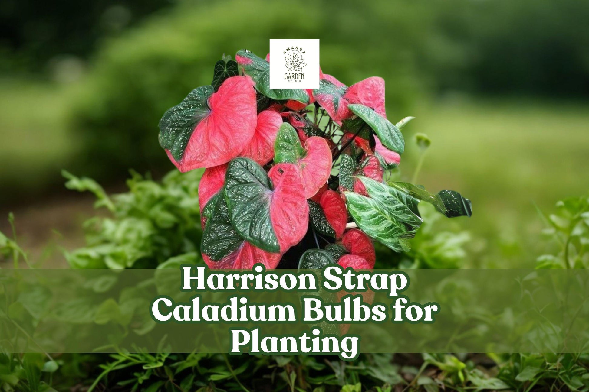 Harrison Strap Caladium Bulbs - 2 Live Tubers, Tropical Red & Green Foliage, Caladium bicolor ‘Harrison Strap’ for Shade Gardening