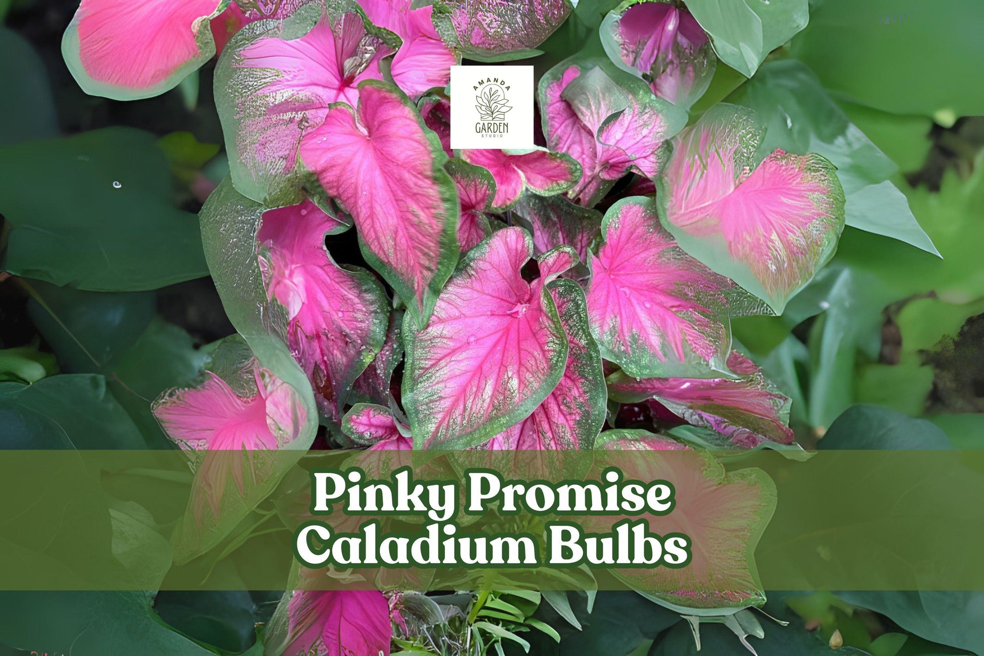 Pinky Promise Caladium Bulbs - 6 Pack Pink Foliage Ornamental Plant - Caladium bicolor (Cultivar) for Shade Gardens