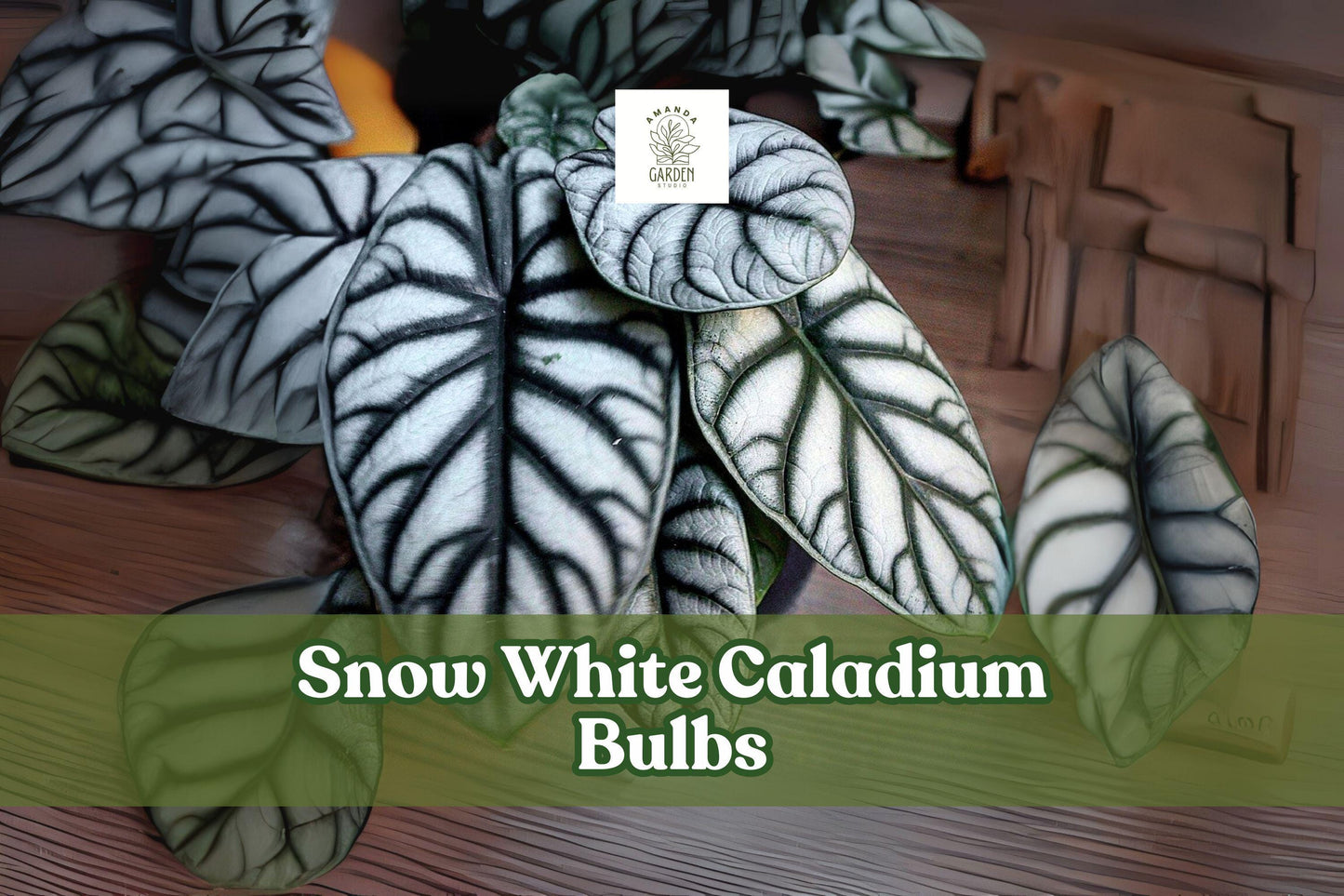 Snow White Caladium Bulbs - 2 Live Tubers, Tropical Perennial, Caladium bicolor ‘Snow White’, Shade Plant, Elegant Foliage