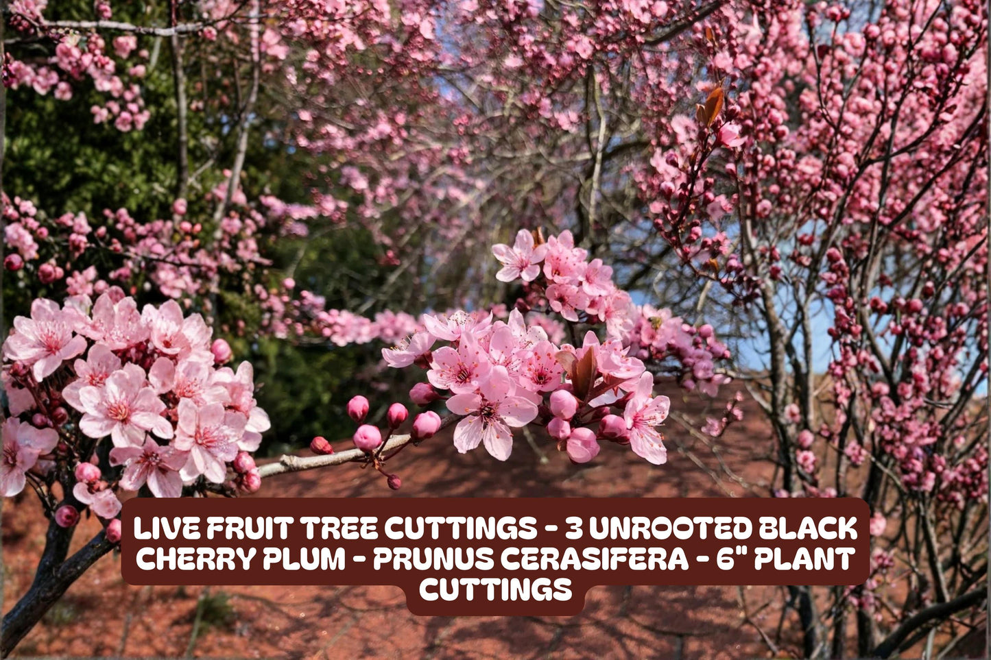 Live Fruit Tree Cuttings - 3 Unrooted Black Cherry Plum - Prunus Cerasifera - 6" High Quality Plant Cuttings for Gardening