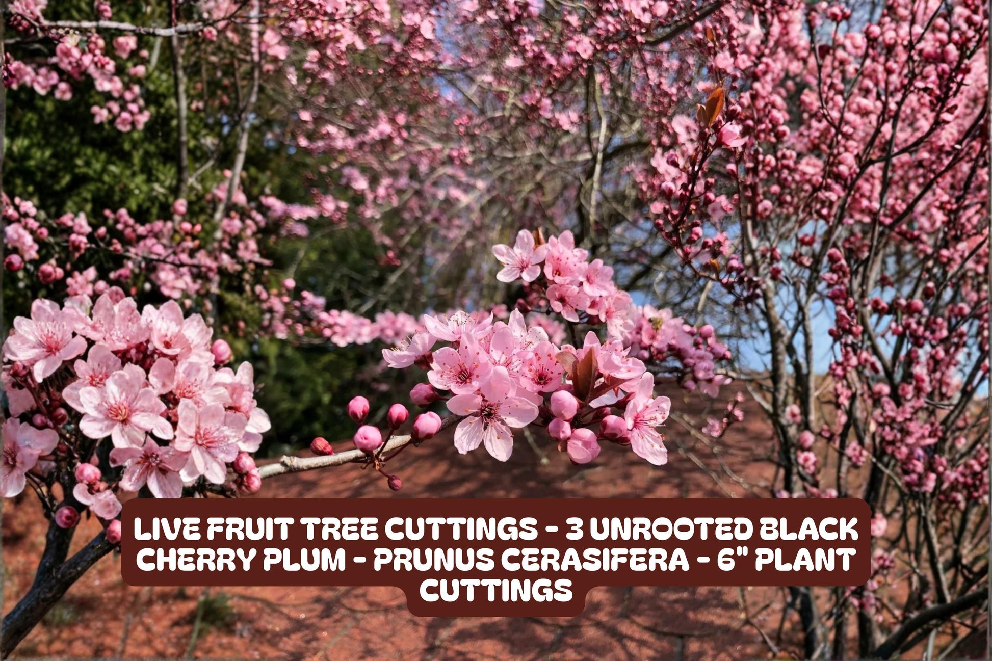 Live Fruit Tree Cuttings - 3 Unrooted Black Cherry Plum - Prunus Cerasifera - 6" High Quality Plant Cuttings for Gardening