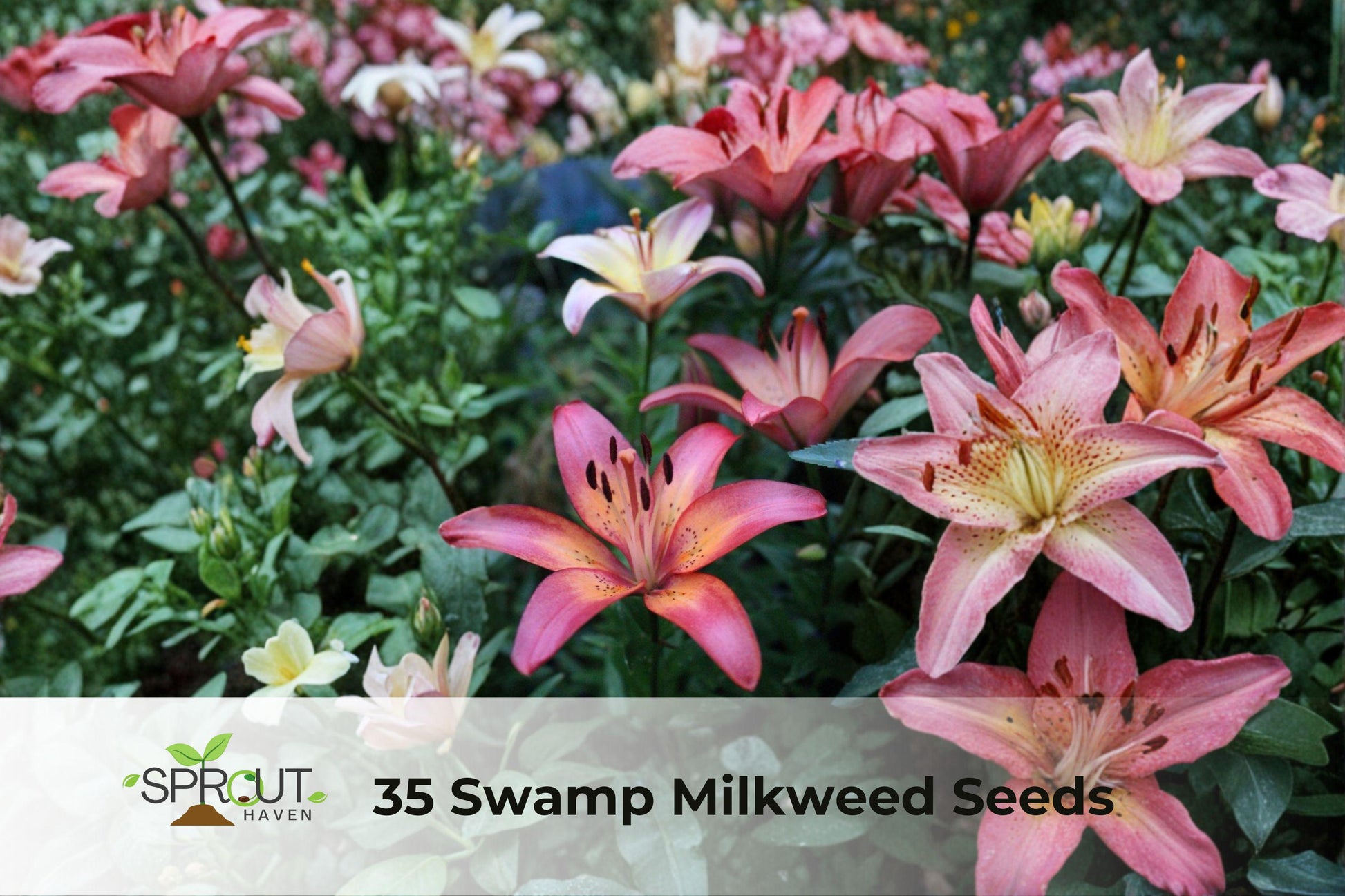 Royal Sunset Lily Bulbs - 3 Pack Hardy Perennial, Vibrant Trumpet Flowers, Lilium Hybrid, Summer Blooming Garden Plants