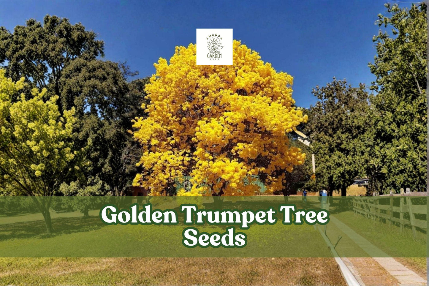 Golden Trumpet Tree Seeds - 50 Yellow Tabebuia (Handroanthus chrysanthus) for Tropical Gardens, Drought-Tolerant Blooms
