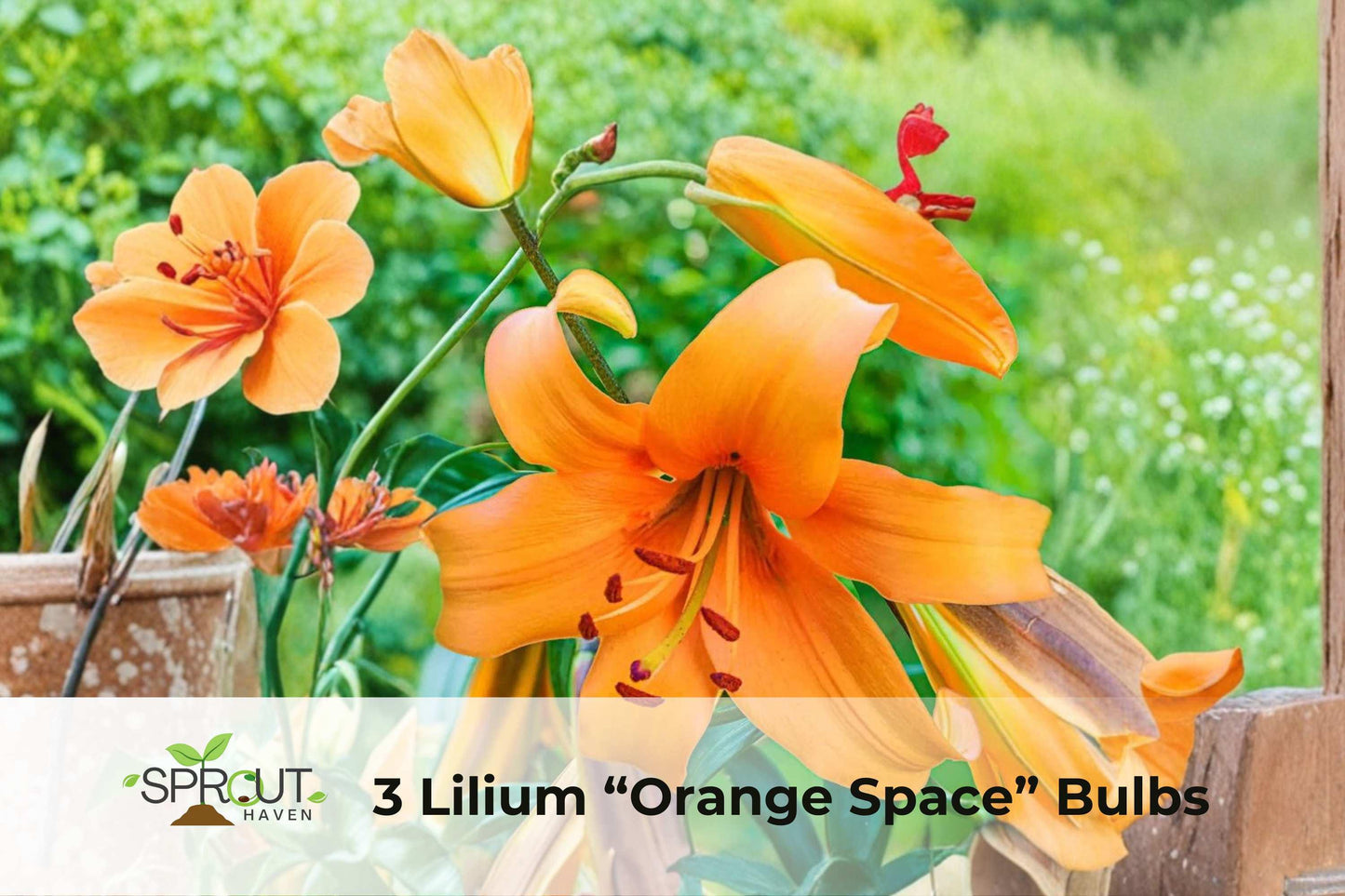 3 Lilium Bulbs - Orange Space Tree Lily - Fragrant Perennial Flowers - Lilium hybrid - Hardy for Garden Beds & Containers