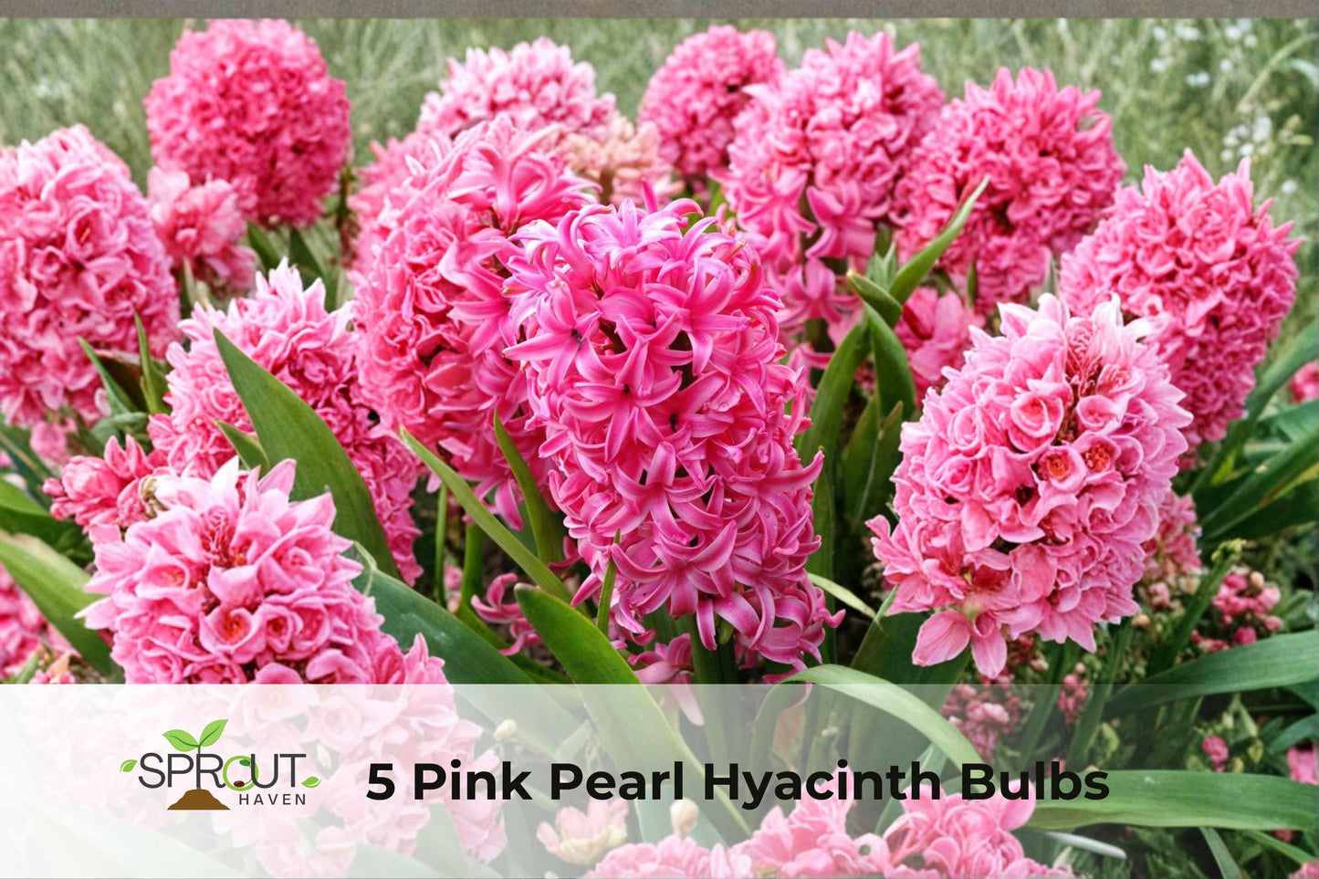 5 Pink Pearl Hyacinth Bulbs | Fragrant Spring Flowers | Hyacinthus orientalis | Easy Grow Perennial Bulbs for Garden Borders