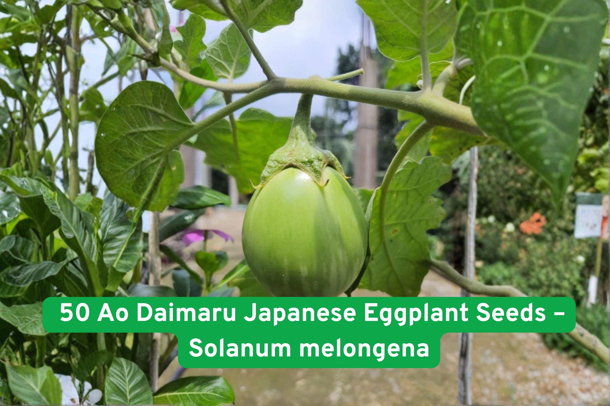 50 Ao Daimaru Eggplant Seeds - Heirloom Japanese Aubergine - Solanum melongena - Light Green Skin, Creamy Flesh, Mild Flavor