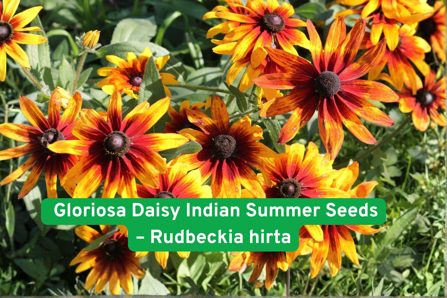 Gloriosa Daisy Seeds - Indian Summer - Rudbeckia Hirta - Yellow & Red-Brown Centers - Perennial Flower - Drought-Tolerant