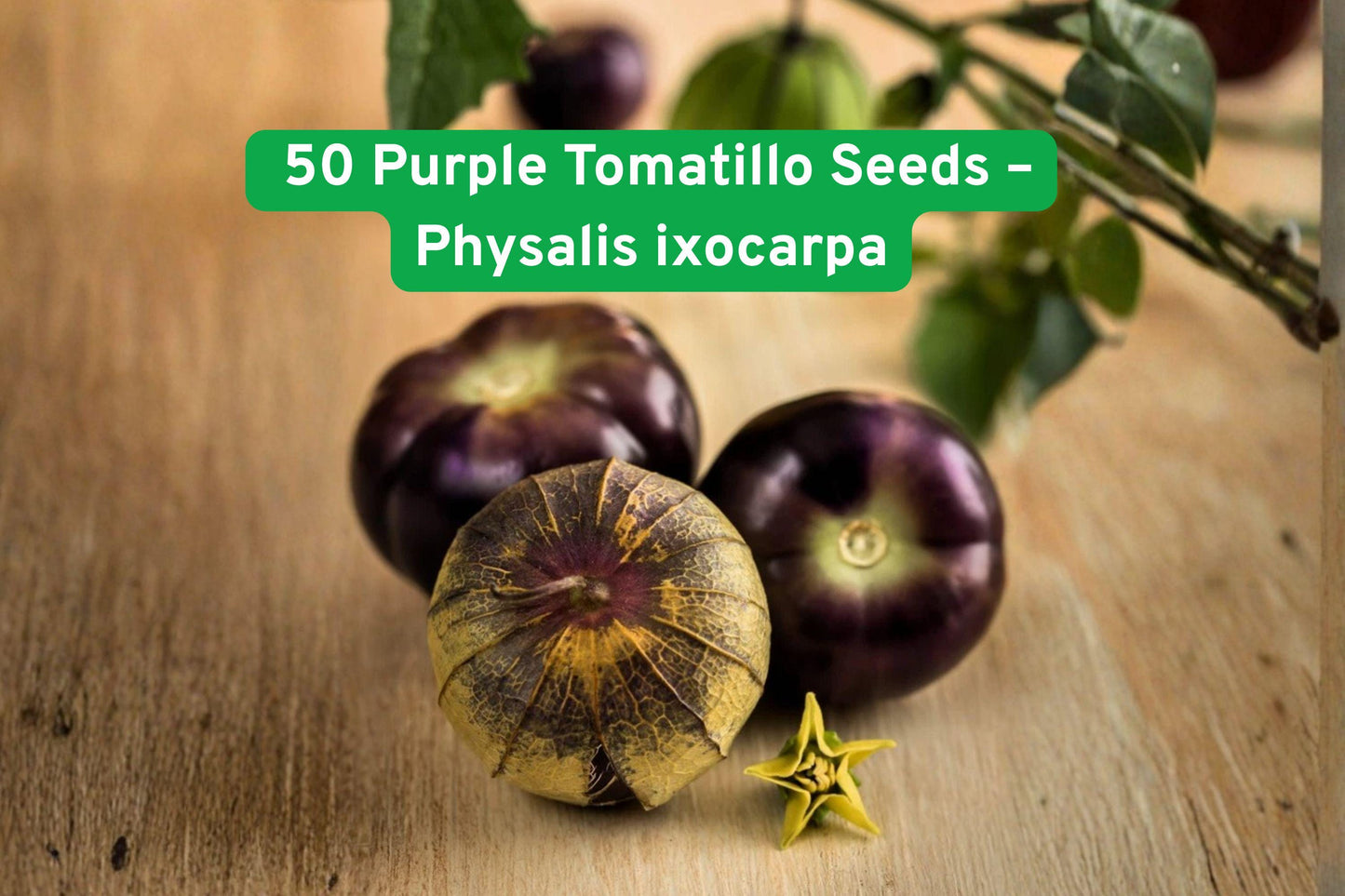 50 Heirloom Purple Tomatillo Seeds - Sweet Salsa Tomato (Physalis ixocarpa) - Compact, Easy to Grow, Unique Flavor