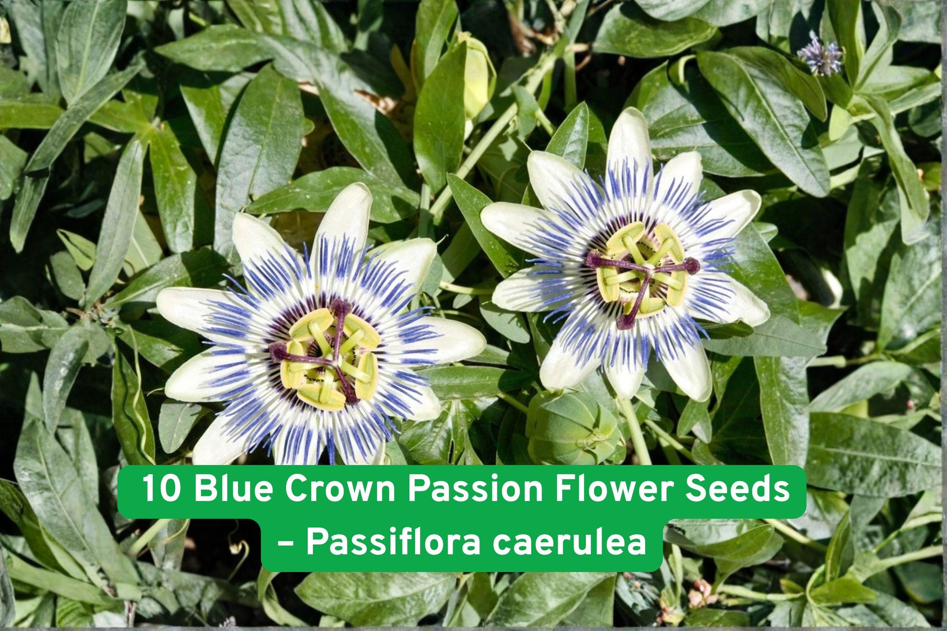 Blue Crown Passion Flower Seeds - 10 Seeds - Exotic Blue and White Blooms - Passiflora caerulea - Fast-Growing Climbing Vine