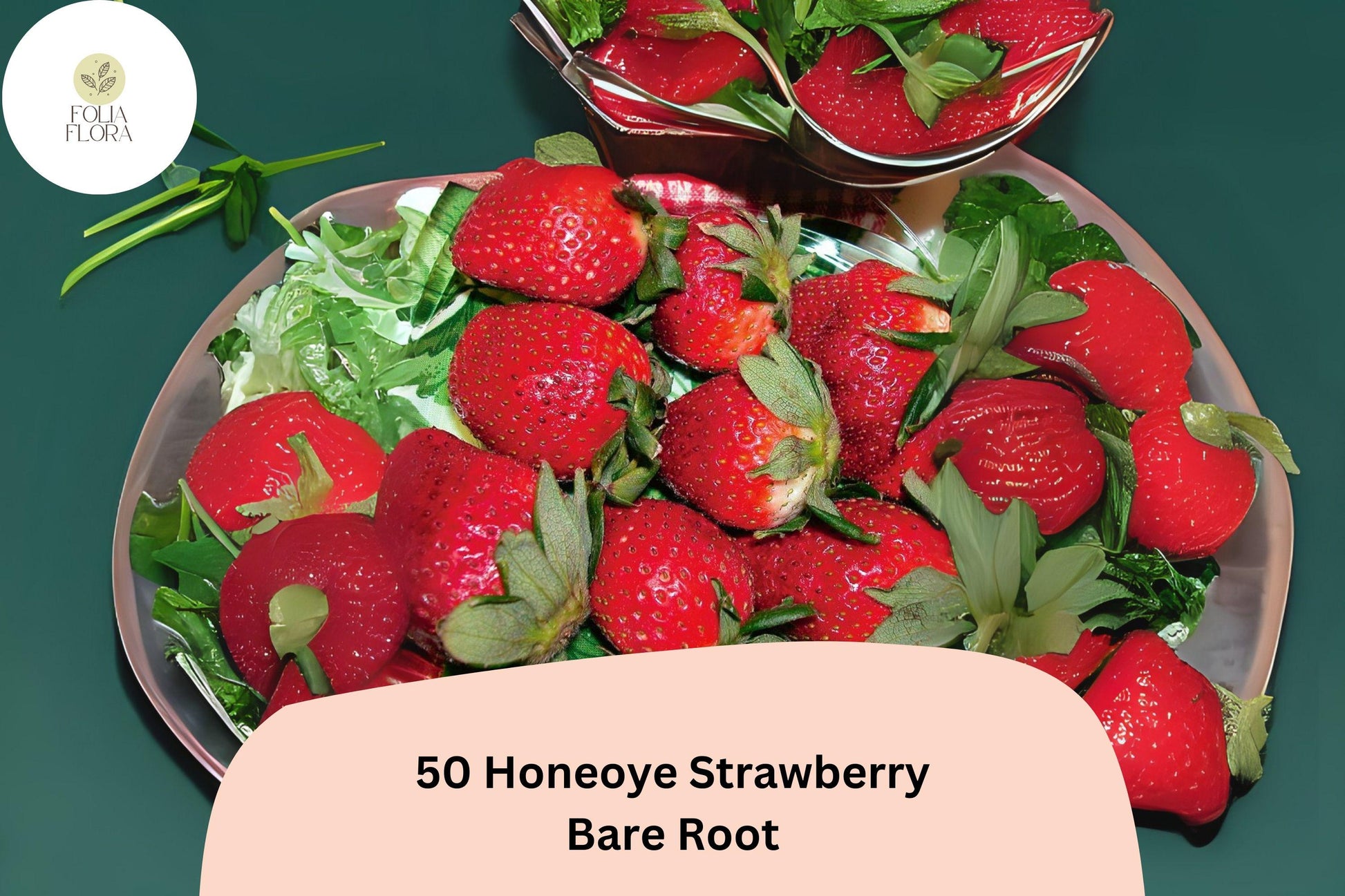 50 Honeoye Strawberry Plants | Live Bare Root | June Bearing | Fragaria × ananassa | Non-GMO, Hardy Perennial for Berries