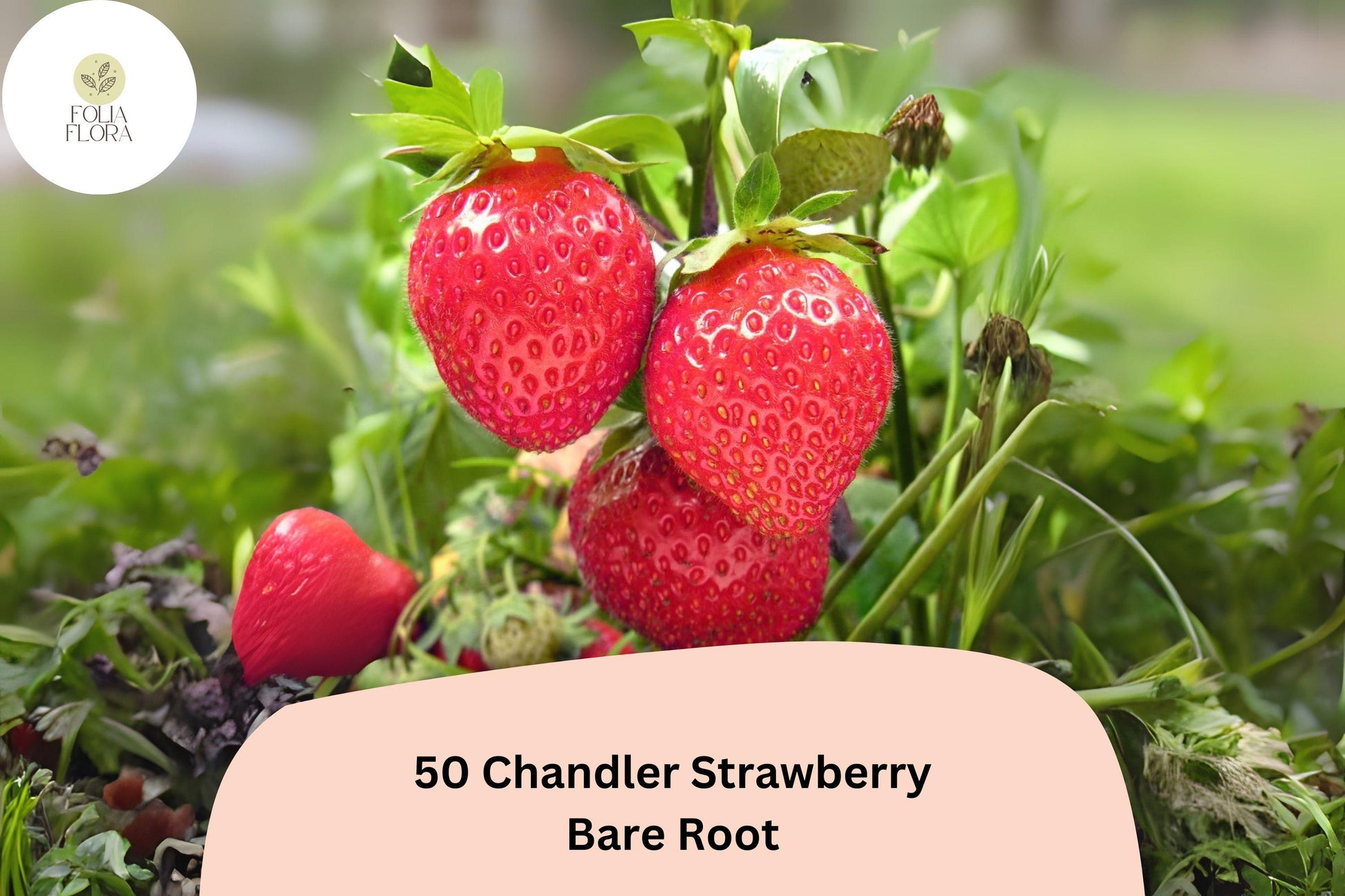 50 Chandler Strawberry Plants | Live Bare Root | June Bearing | Fragaria × ananassa | Sweet Red Berries for Gardens & Containers