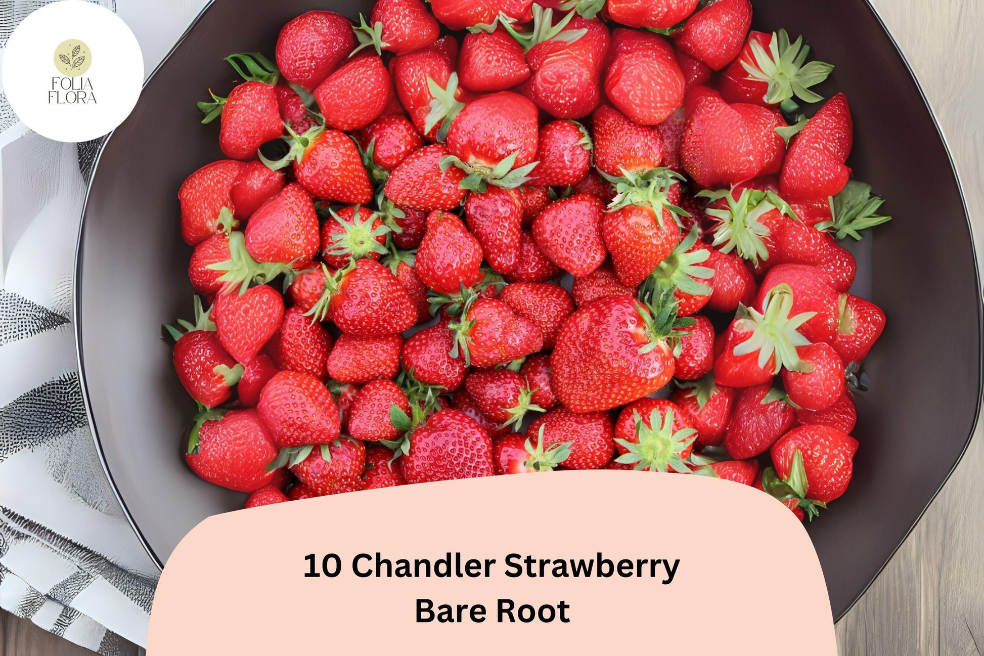 10 Bare Root Chandler Strawberry Plants | June Bearing | Fragaria × ananassa | Sweet Red Berries for Garden or Container