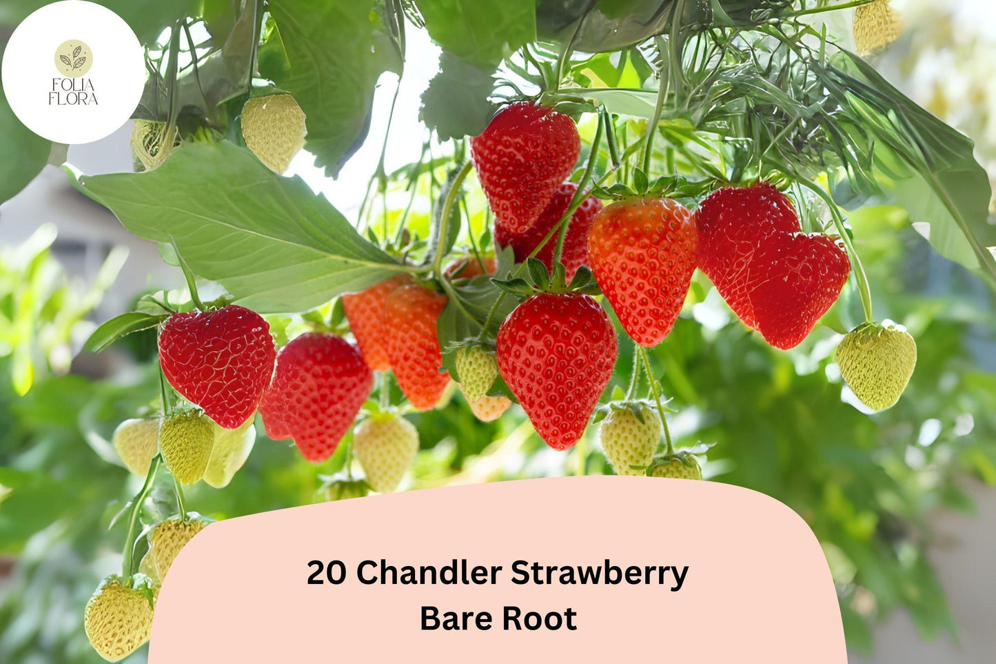 Chandler Strawberry Plants | 20 Live Bare Root | June Bearing Fragaria × ananassa | Non-GMO, Large Red Berries