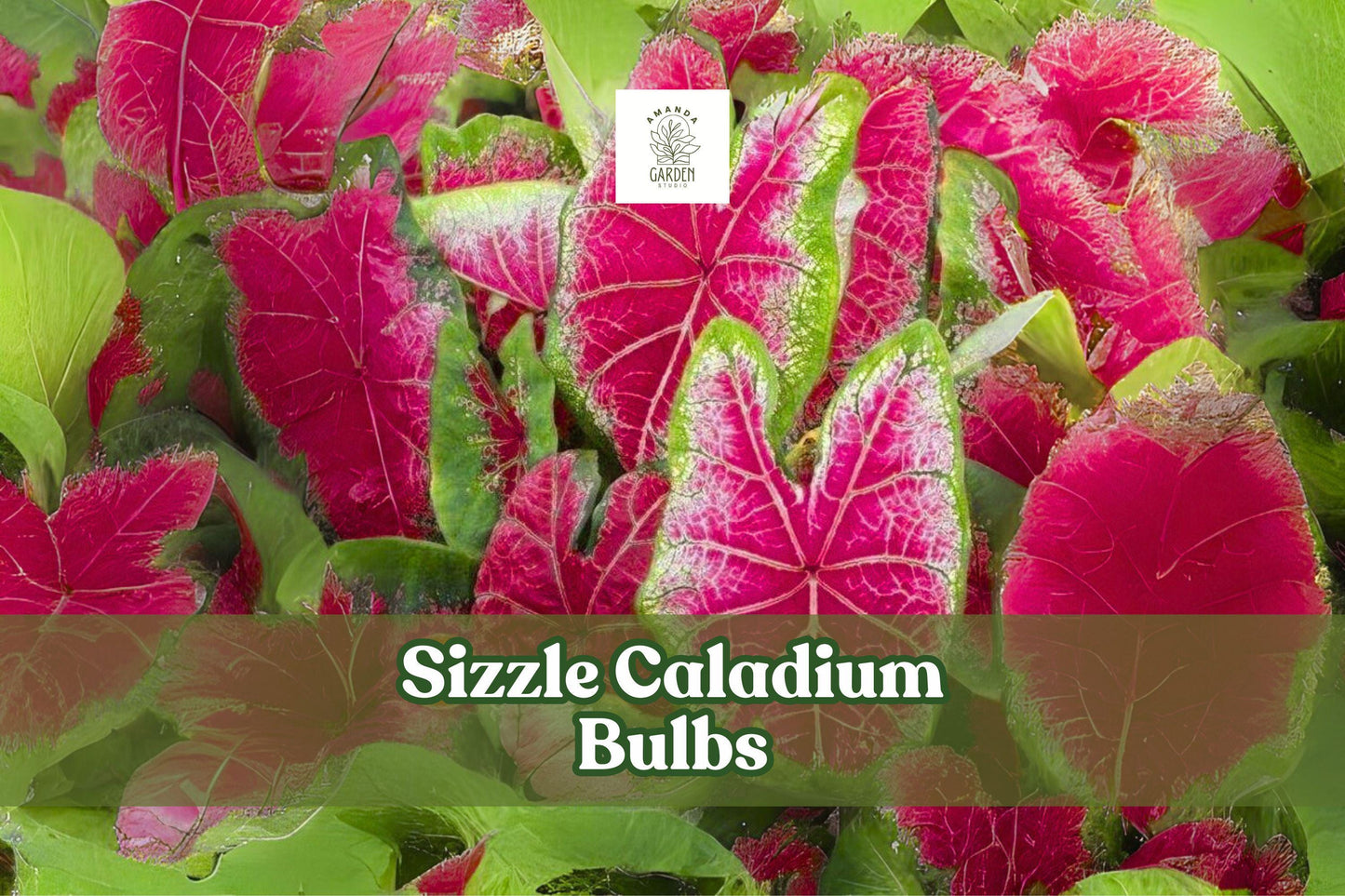 Sizzle Caladium Bulbs - 2 Live Pink-Red Fancy Leaf Elephant Ear Tubers - Caladium bicolor 'Sizzle' - Tropical Foliage Plant