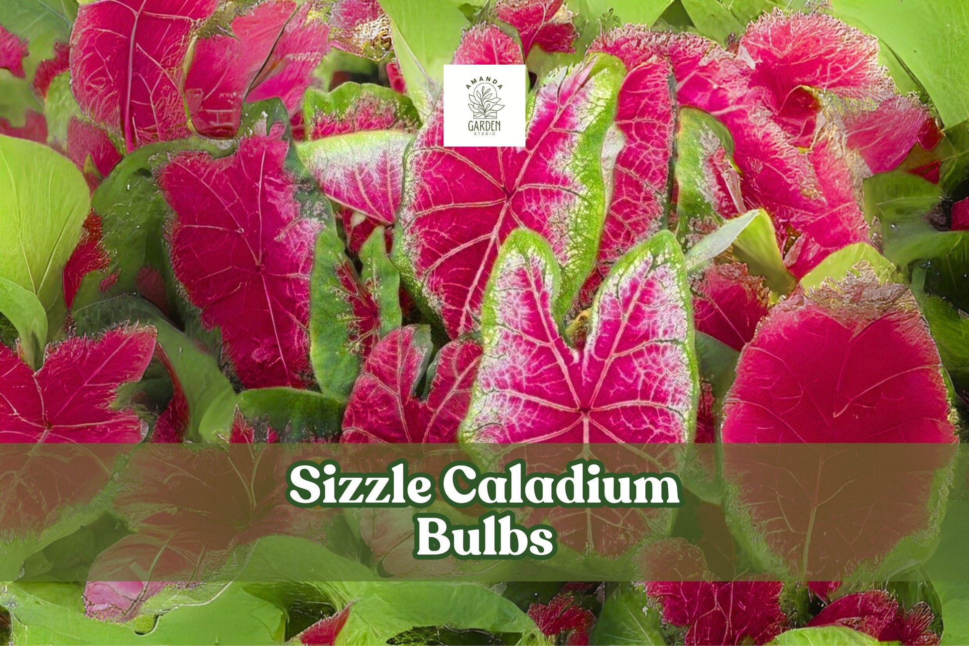 Sizzle Caladium Bulbs - 2 Live Pink-Red Fancy Leaf Elephant Ear Tubers - Caladium bicolor 'Sizzle' - Tropical Foliage Plant