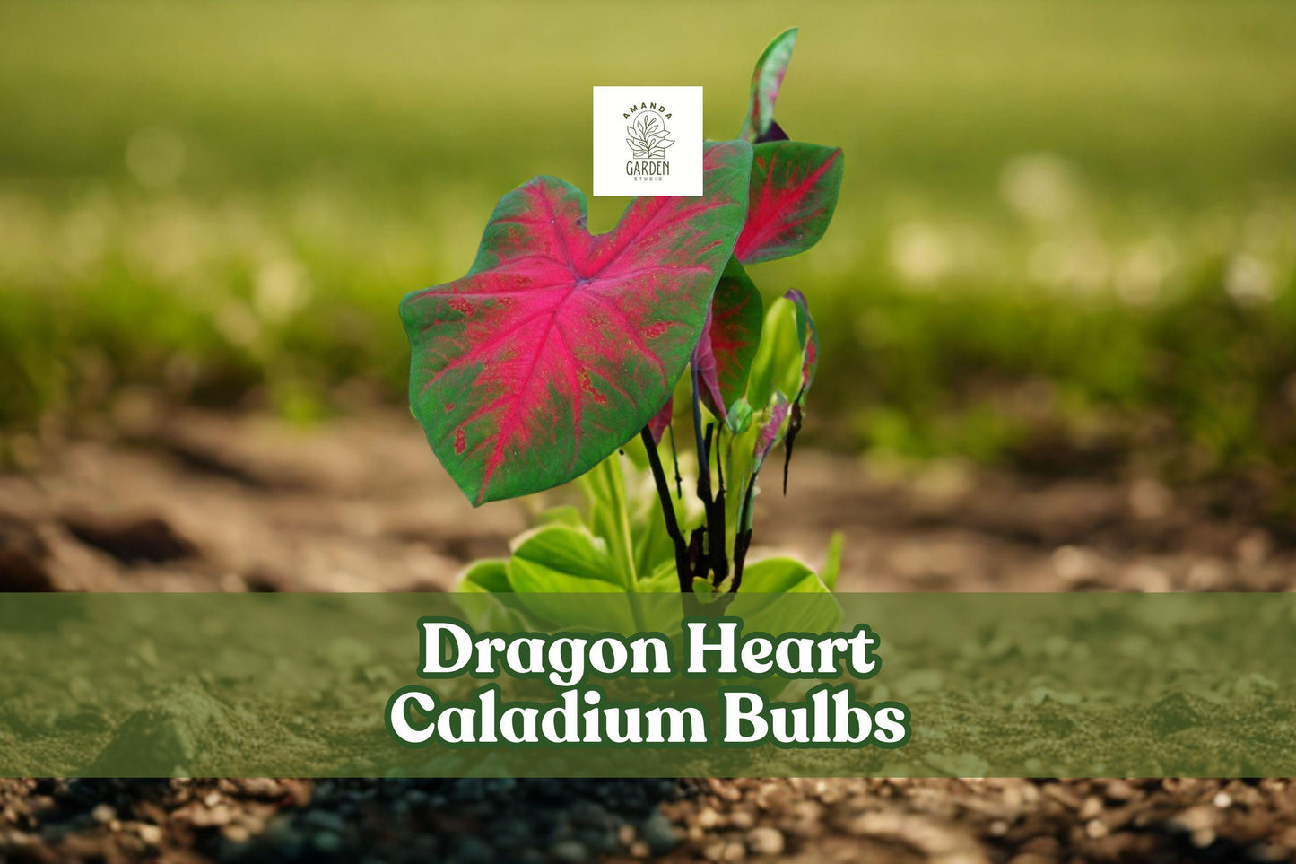 Dragon Heart Caladium Bulbs - 6 Live Tubers, Red-Pink Heart-Shaped Leaves, Caladium bicolor ‘Dragon Heart’ for Shade Garden