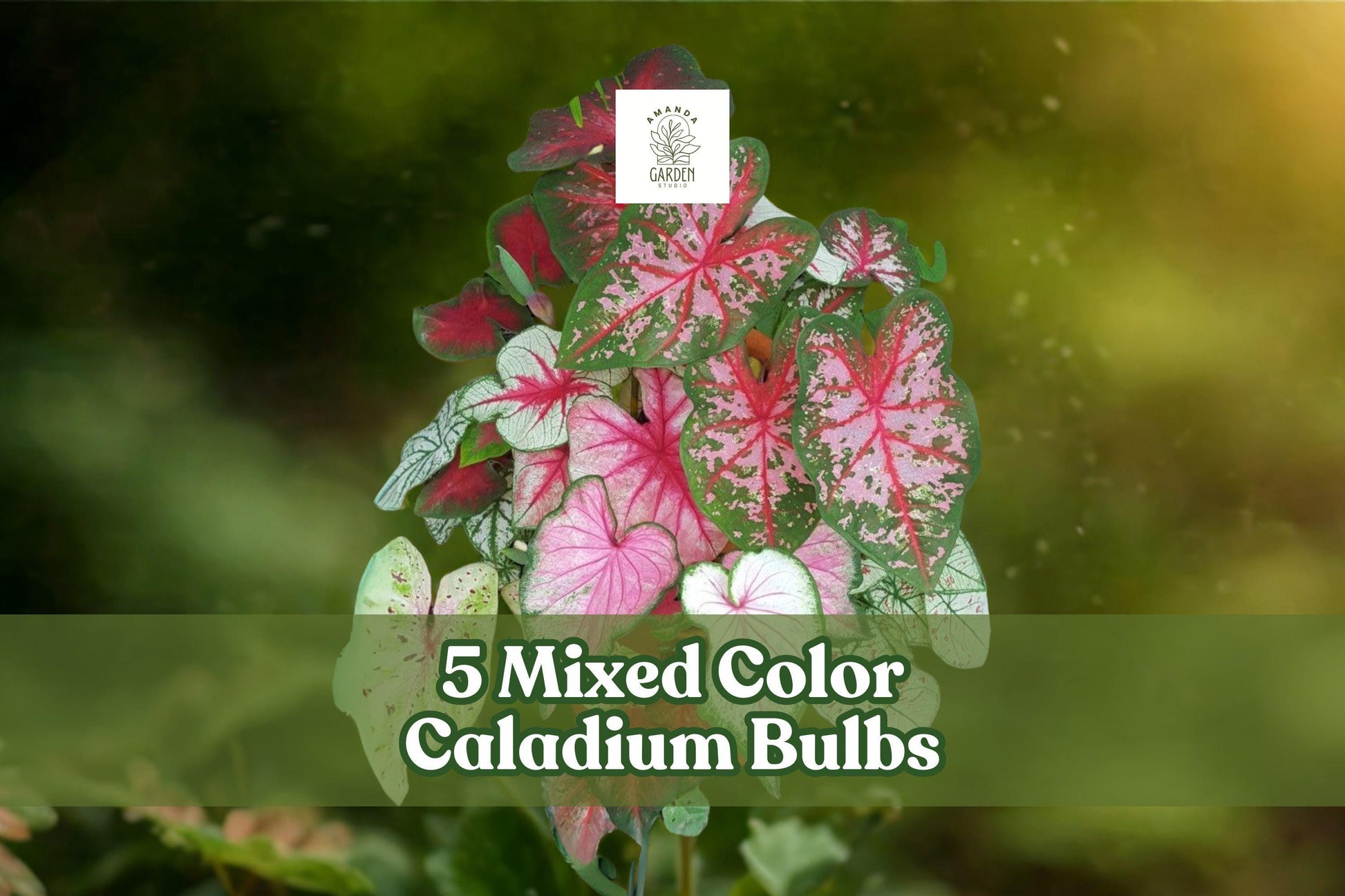 Mixed Caladium Bulbs - 5 Fancy Leaf Tubers, Colorful Pink, Red, White, Green Foliage, Caladium bicolor, Tropical Perennial