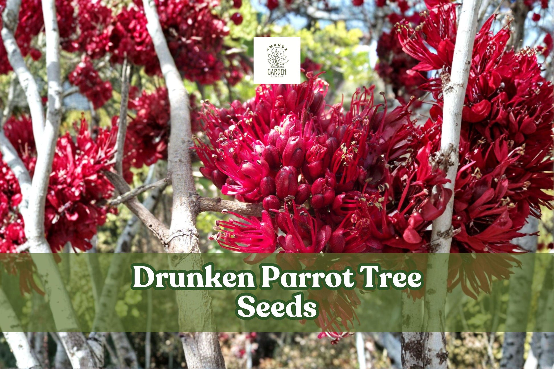 10 Drunken Parrot Tree Seeds - Red Blooming Schotia brachypetala - Ornamental Flowering Tree for Gardens and Landscaping