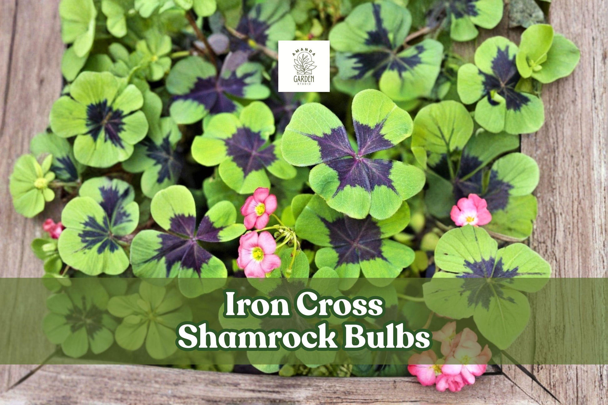 Iron Cross Shamrock Bulbs - 5 Fast Growing Ornamental Foliage - Oxalis tetraphylla, Green Leaves with Purple Cross, Indoor/Outdoor
