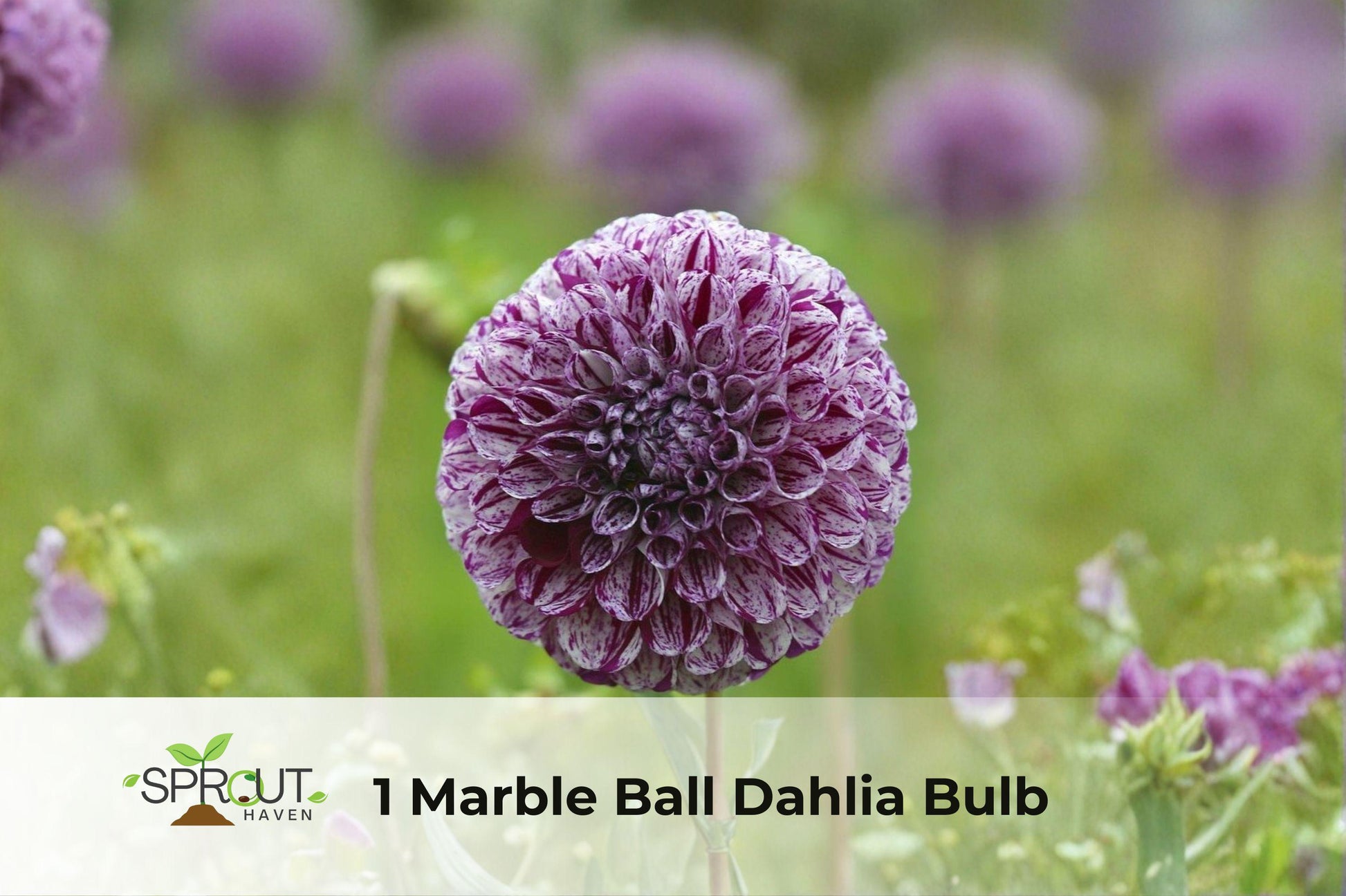 Marble Ball Dahlia Bulb - Perennial Flower for Garden Borders, Mixed Shades, Dahlia spp., Easy-to-Grow, Summer Blooms