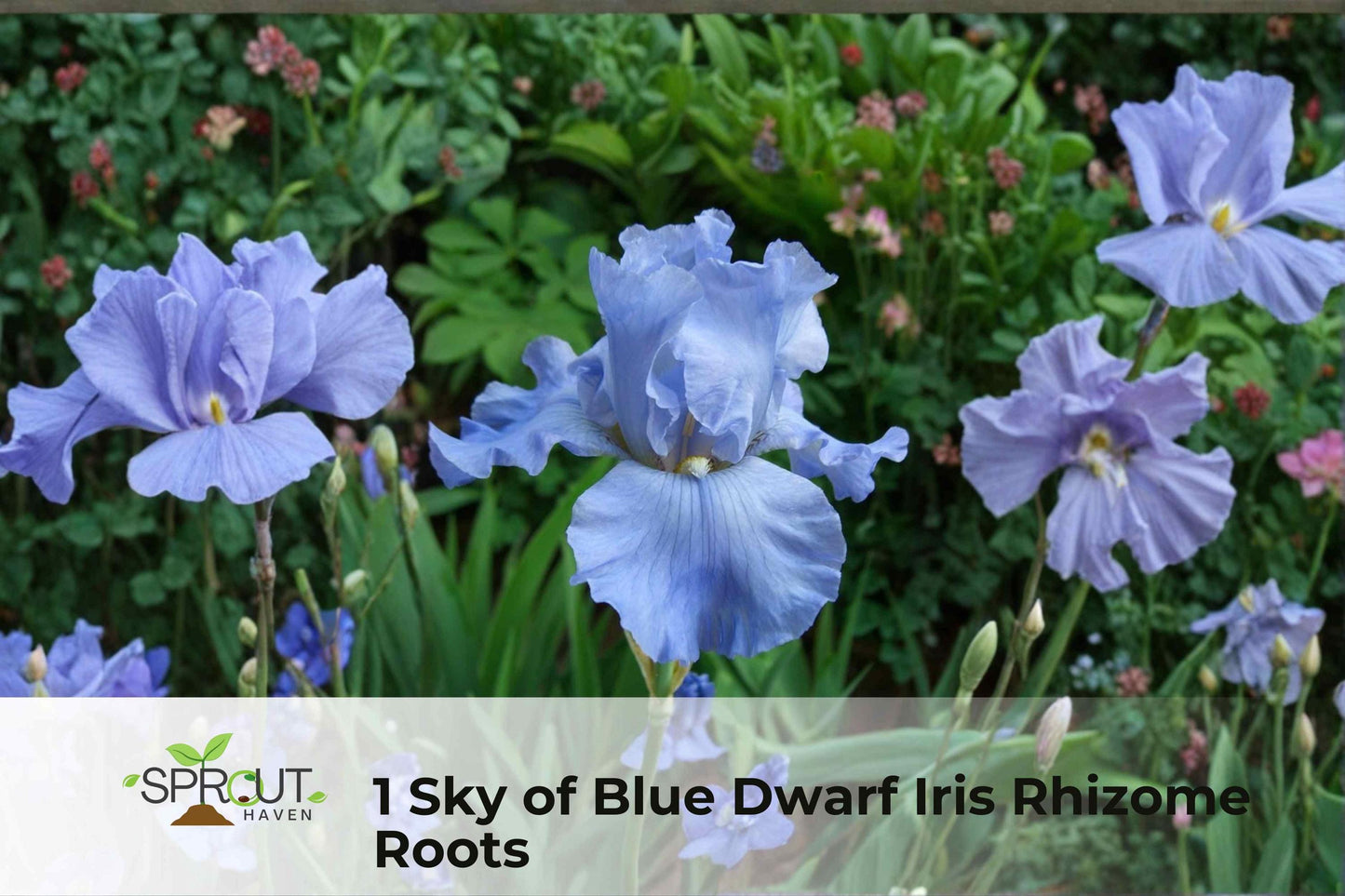 Sky Blue Dwarf Iris Rhizome - Iris spp. Perennial Garden Border Plant, Compact Sky-Blue Flowers for Rock Gardens & Containers