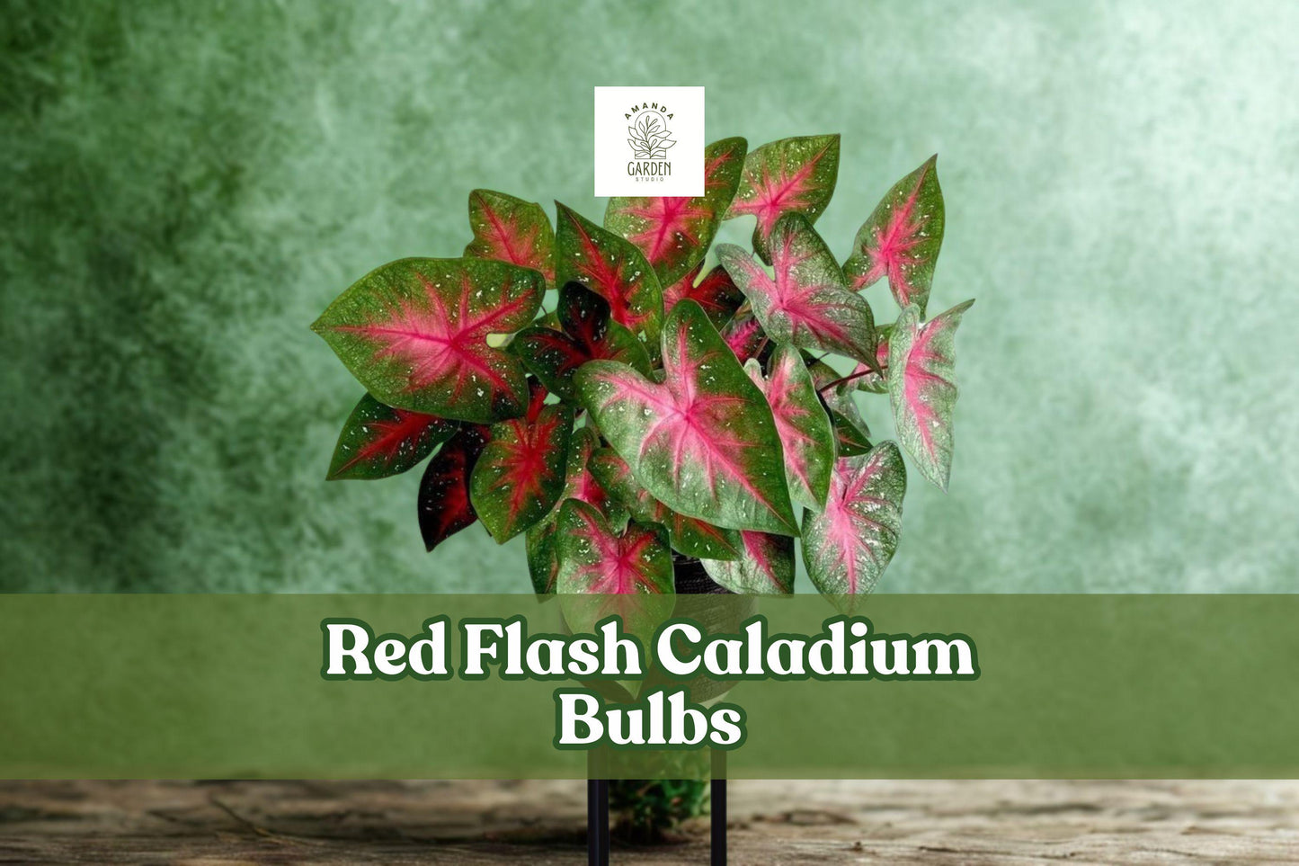 5 Red Flash Caladium Bulbs - Fancy Leaf Tropical Foliage, Caladium bicolor ‘Red Flash’ for Shade Gardens & Containers