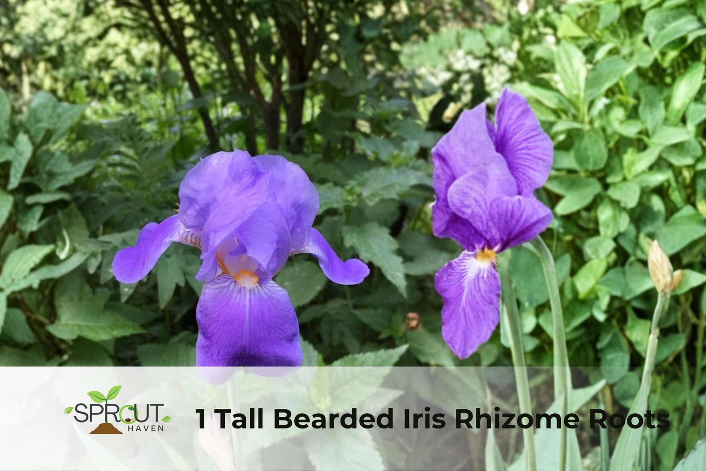 Tall Bearded Iris Rhizome - 2-Tone Purple Perennial Flower - Iris spp. - Hardy Ornamental for Garden Beds & Borders