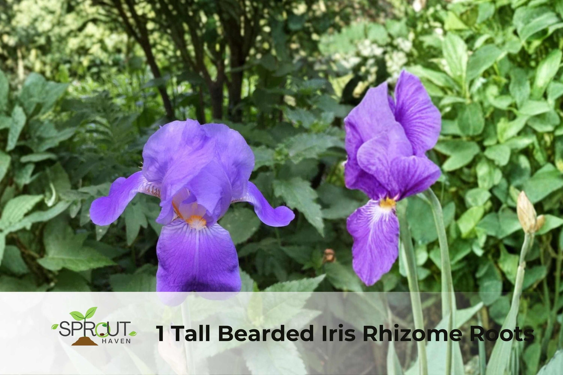 Tall Bearded Iris Rhizome - 2-Tone Purple Perennial Flower - Iris spp. - Hardy Ornamental for Garden Beds & Borders